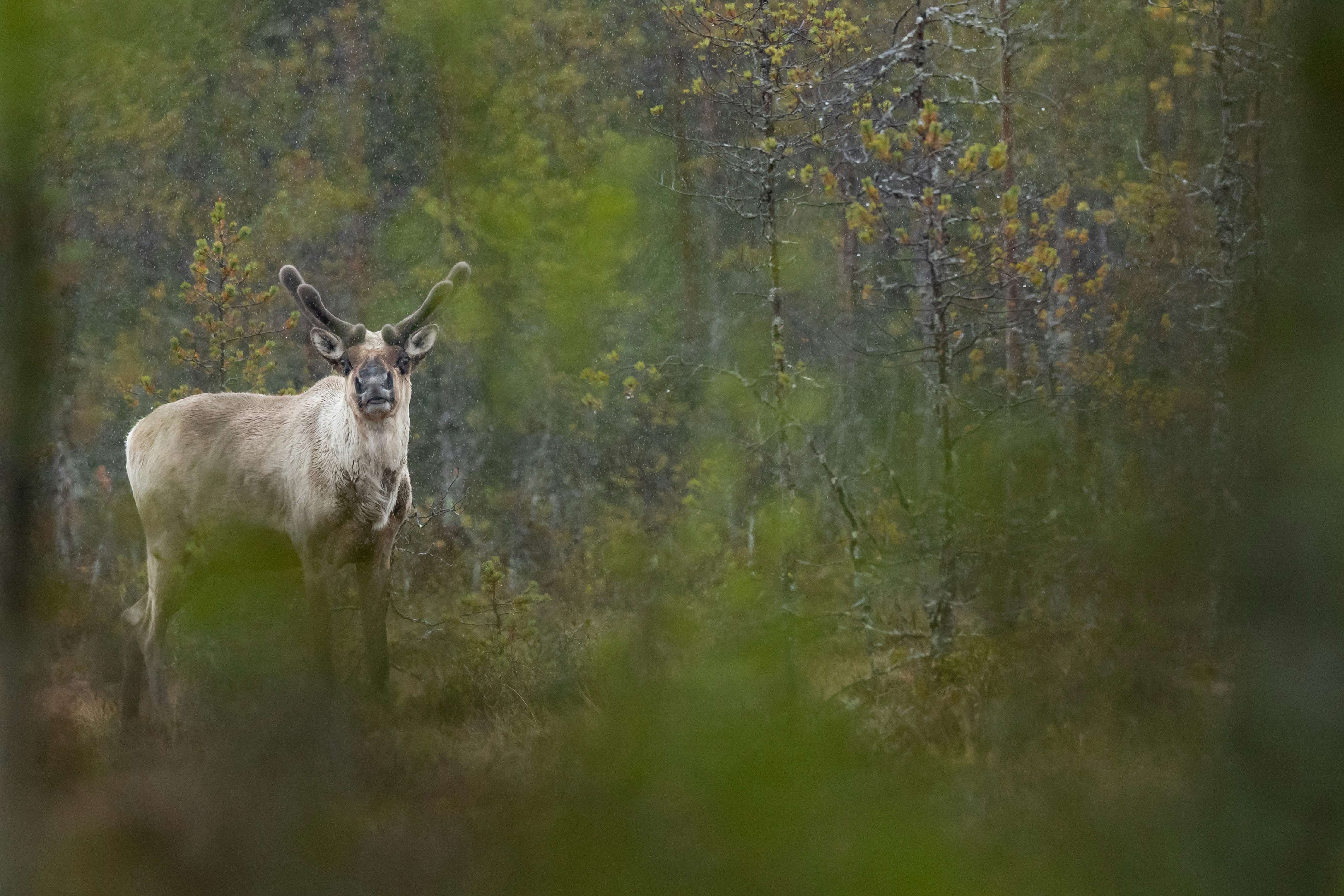 Reindeer in Misty Coniferous Forest