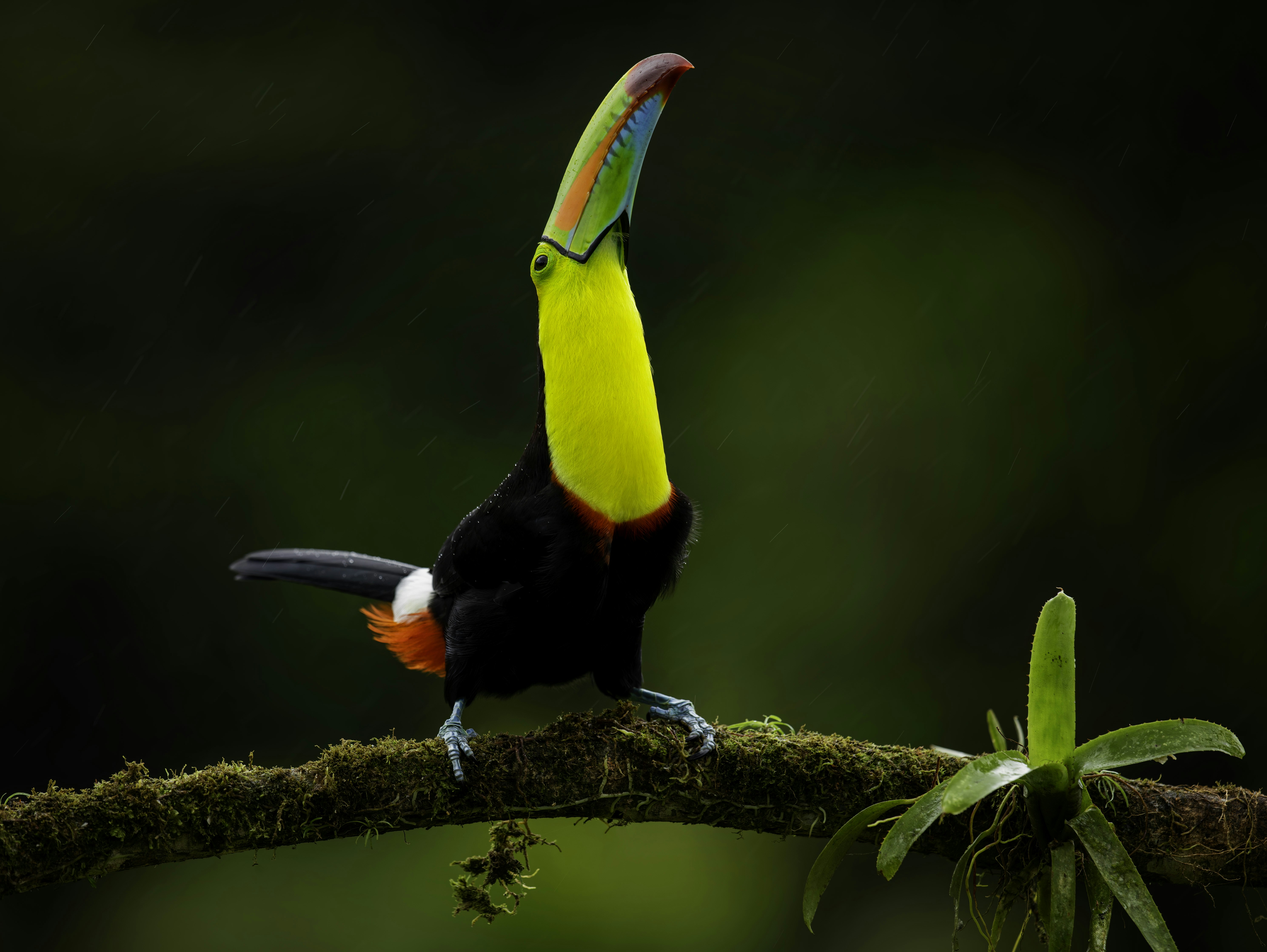 Keel-billed Toucan Perched on Branch