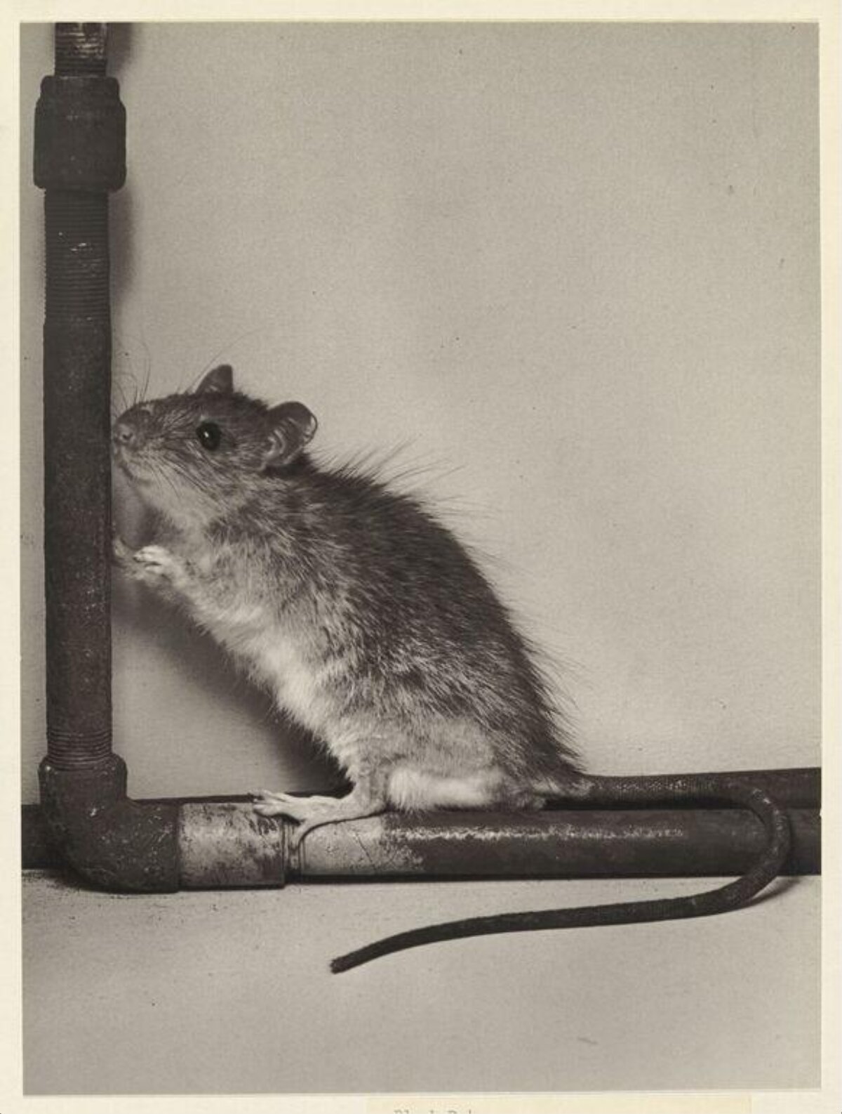 Rat on Indoor Plumbing Pipes