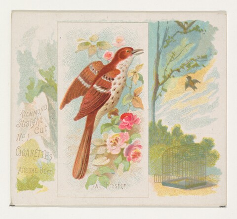 Vintage Brown Thrasher Cigarette Card