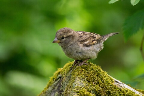 House Sparrow on Mossy Stump