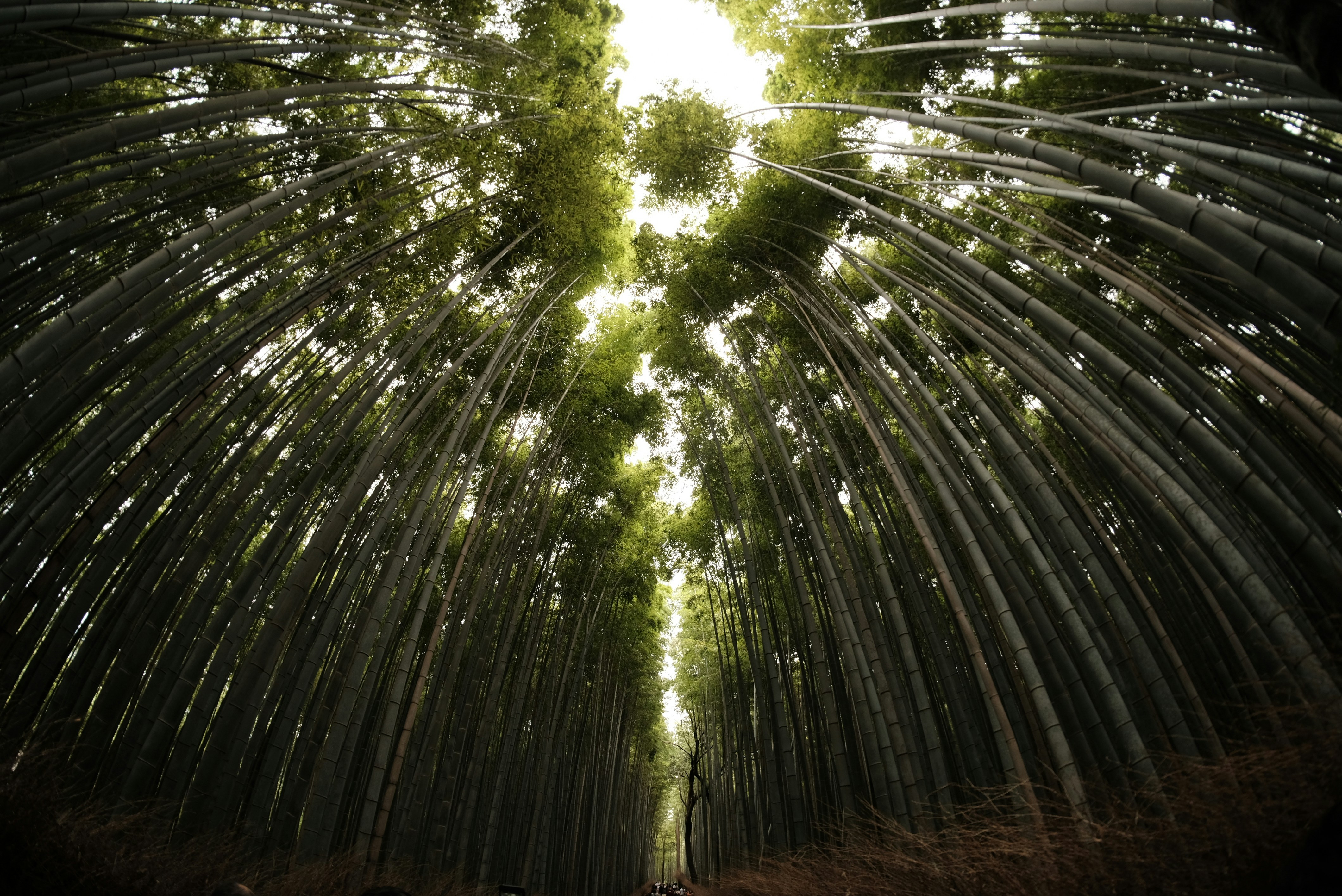 Low Angle View of Bamboo Forest
