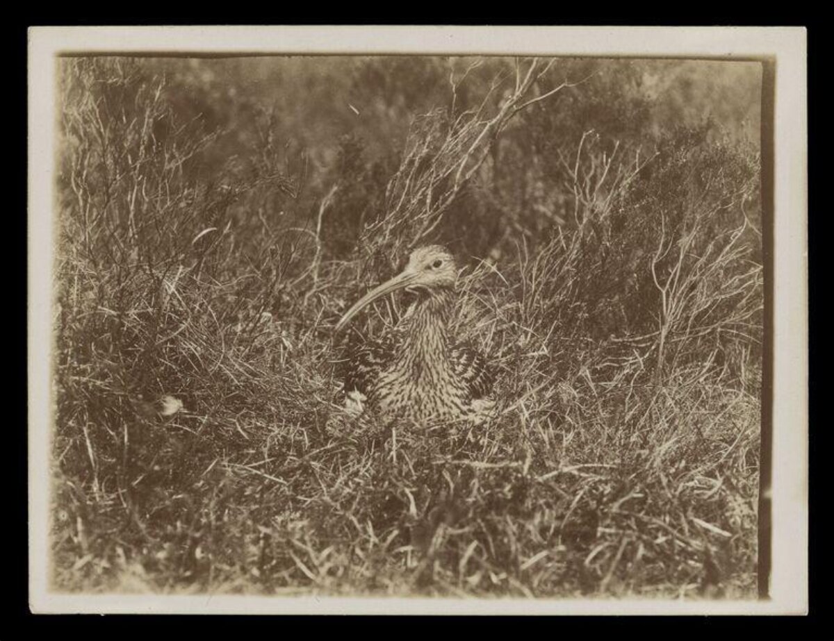 Curlew Hiding in Wild Vegetation
