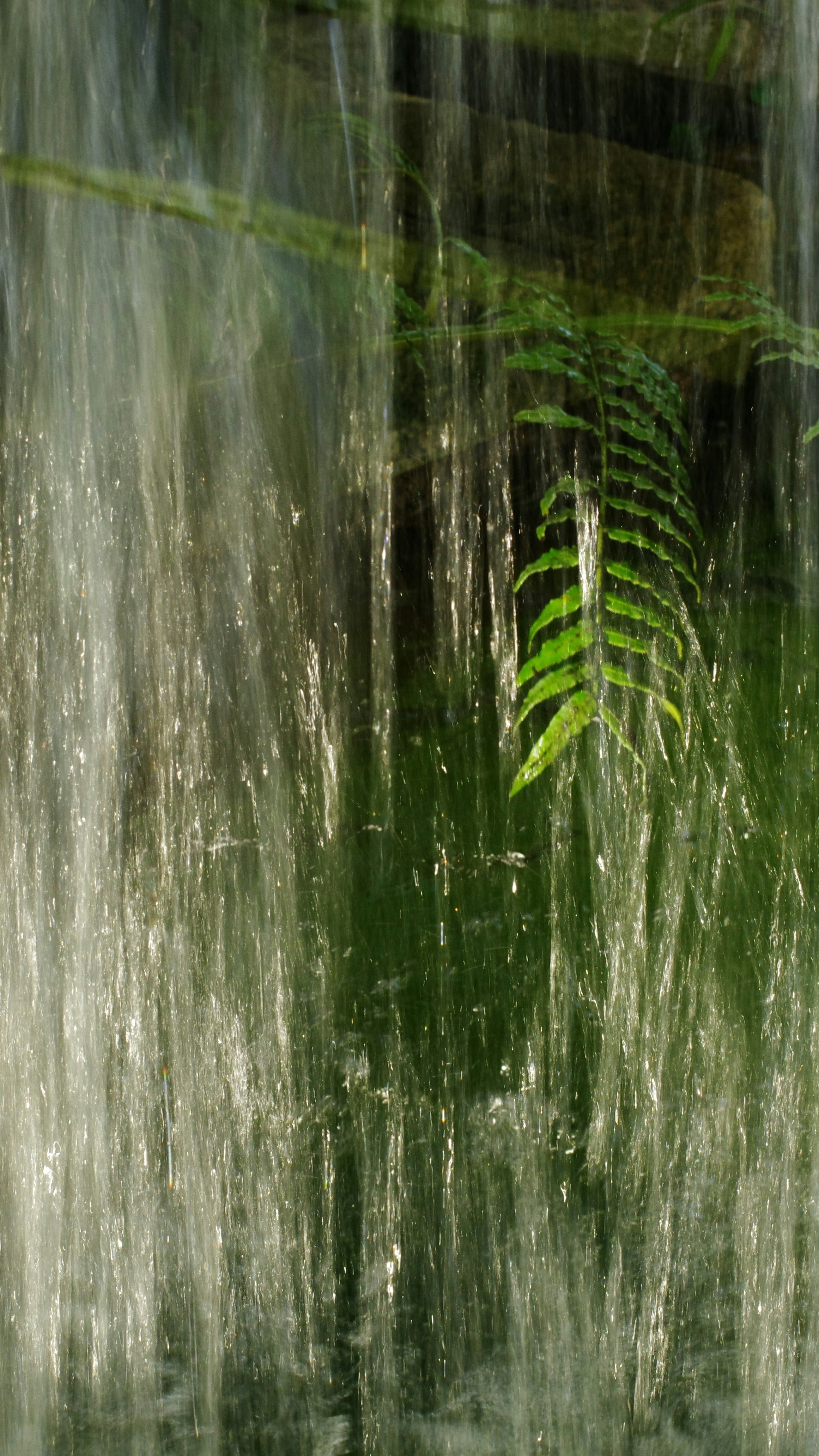 Fern Behind Falling Waterfall