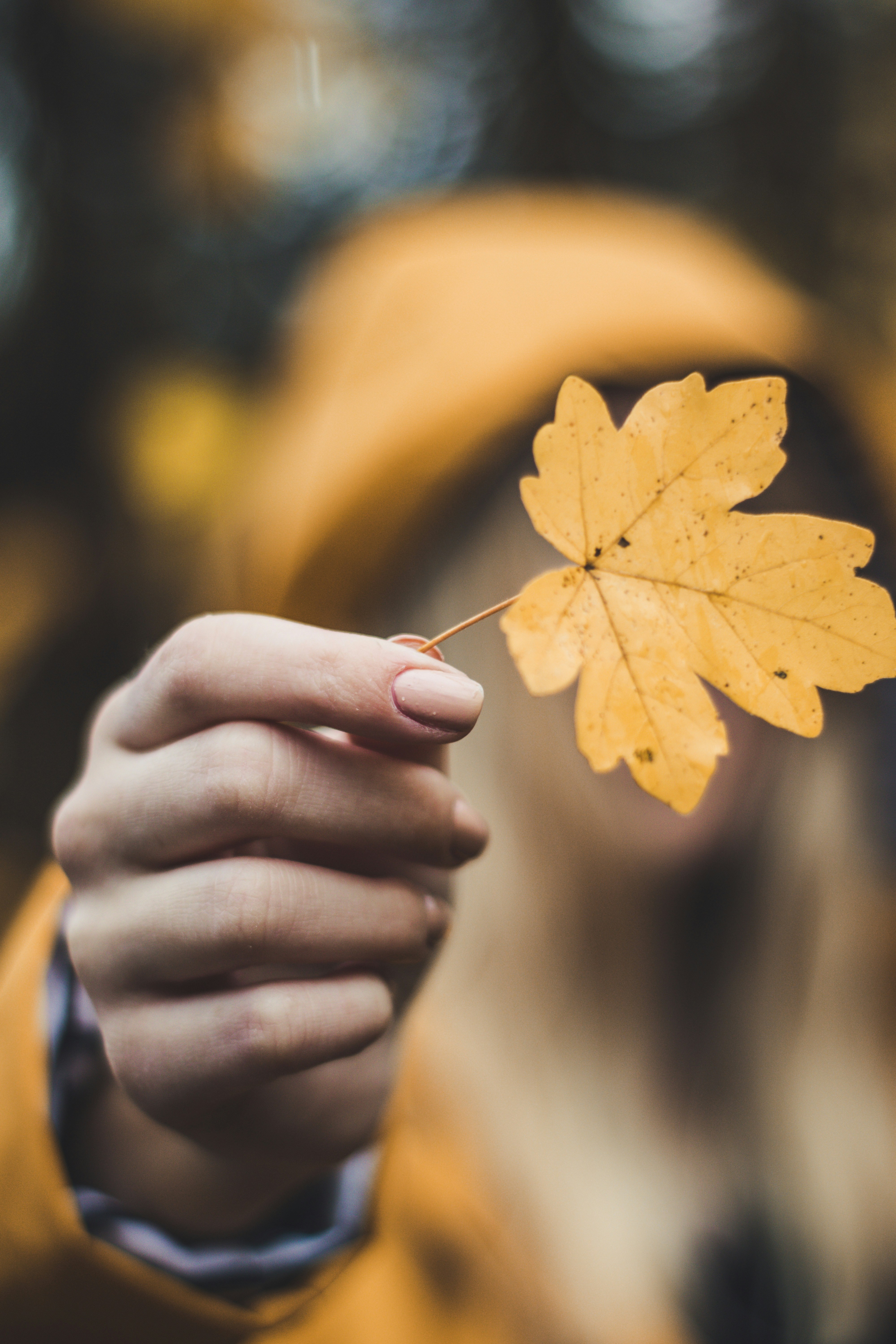 Hand Holding Autumn Maple Leaf