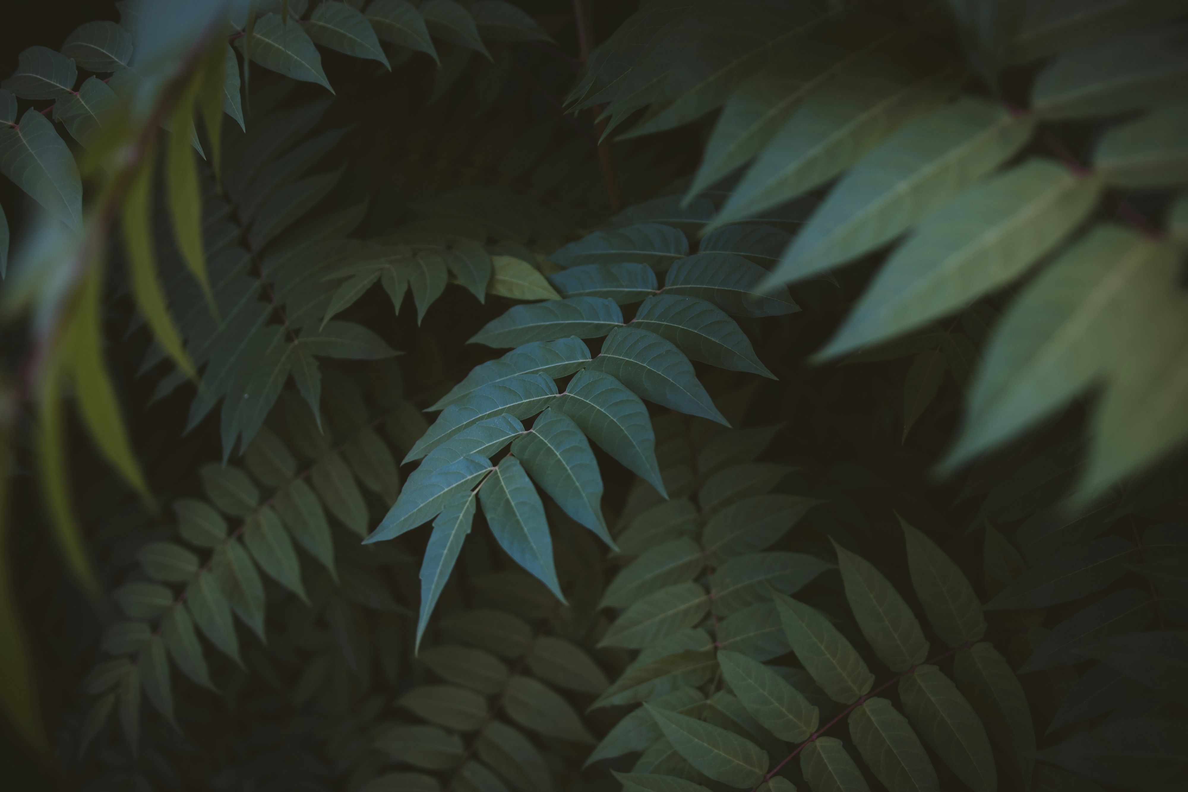 Close-up of Dense Green Leaves — Background Images