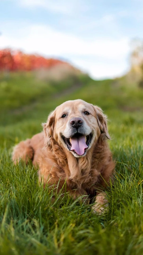 Image 149129 — Pets