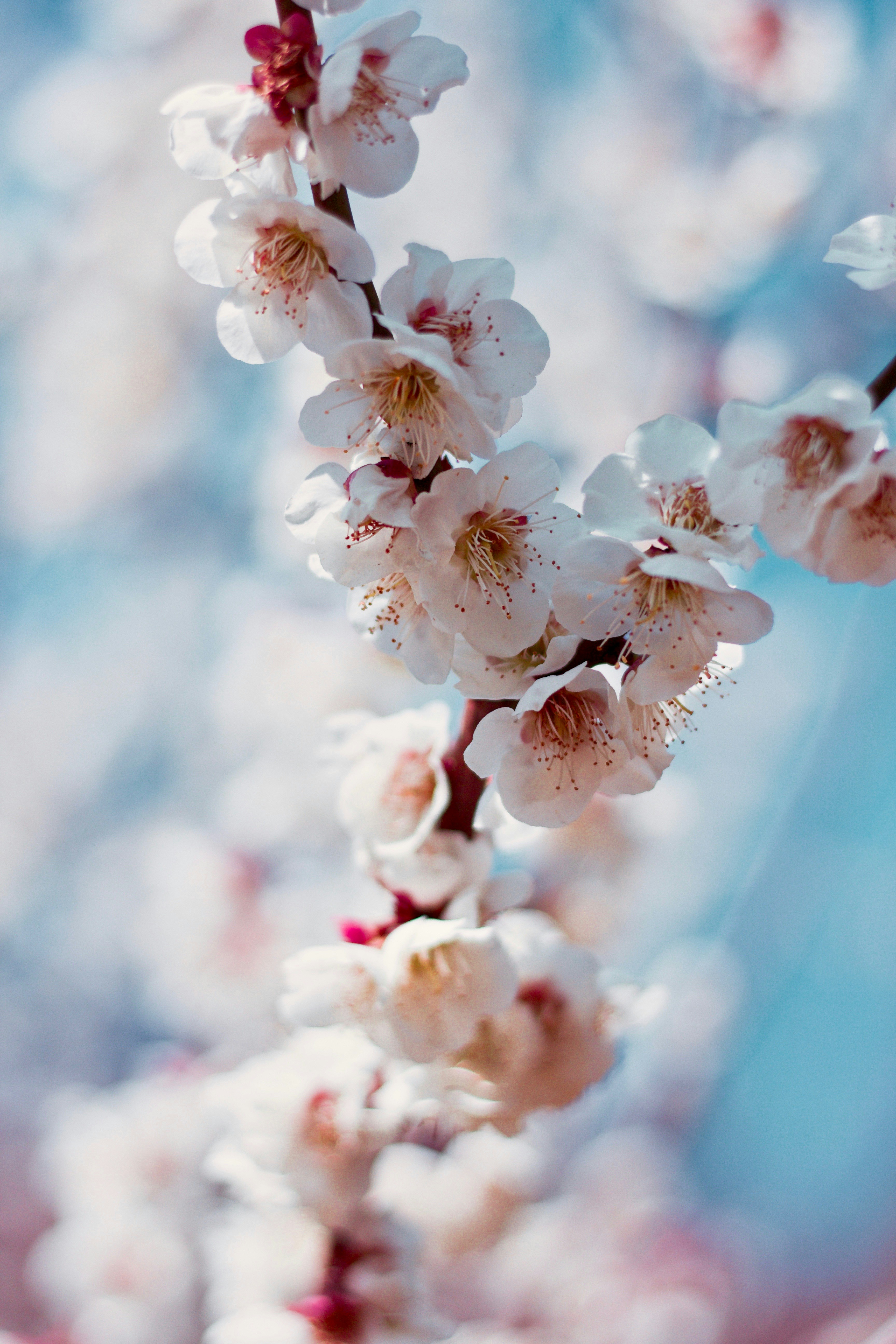 Blooming White Plum Blossoms