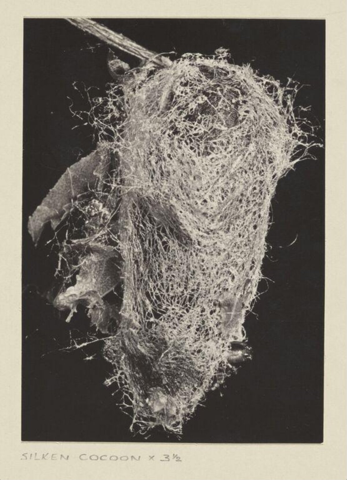 Magnified Silken Cocoon