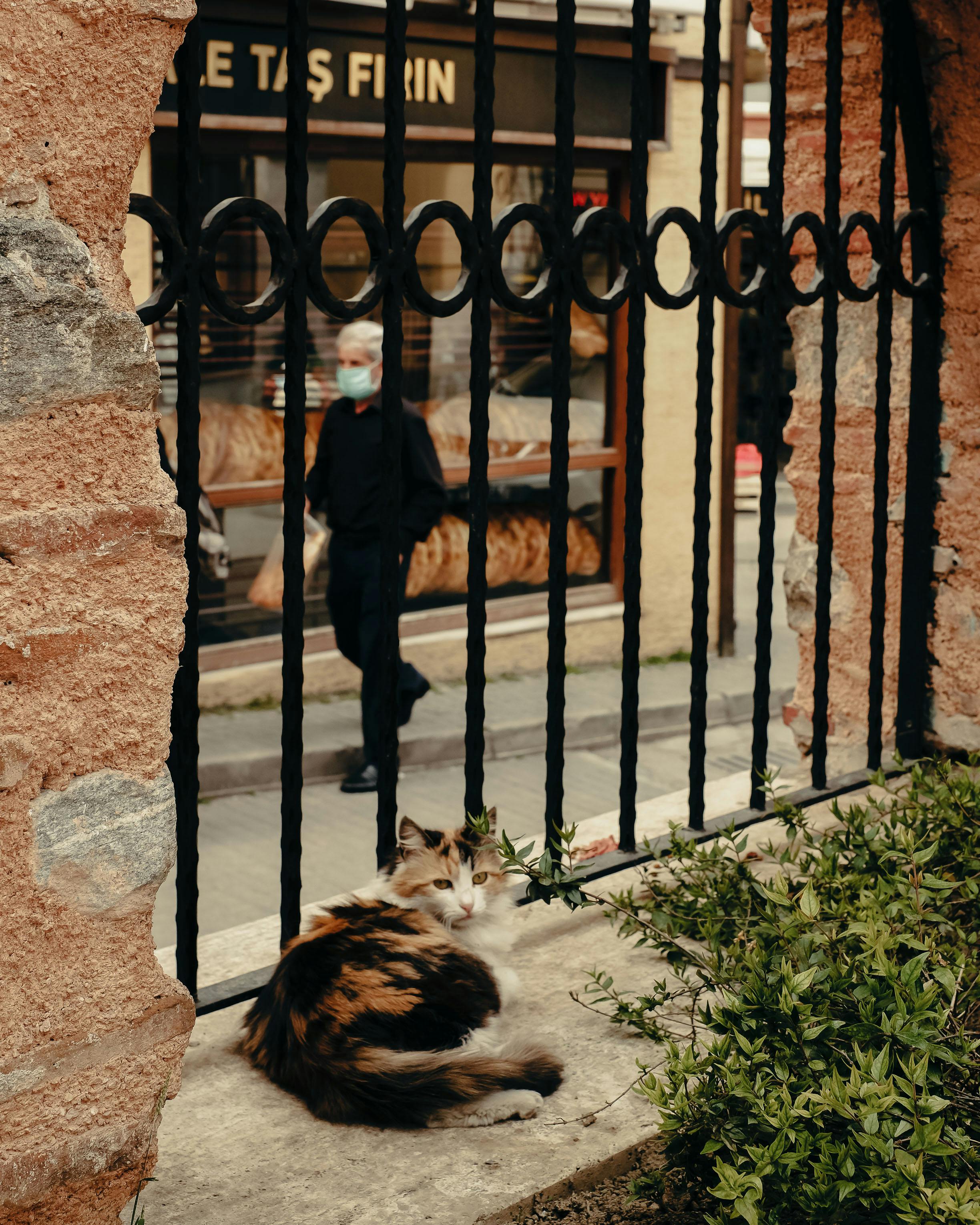 Calico Cat Resting Behind Iron Fence