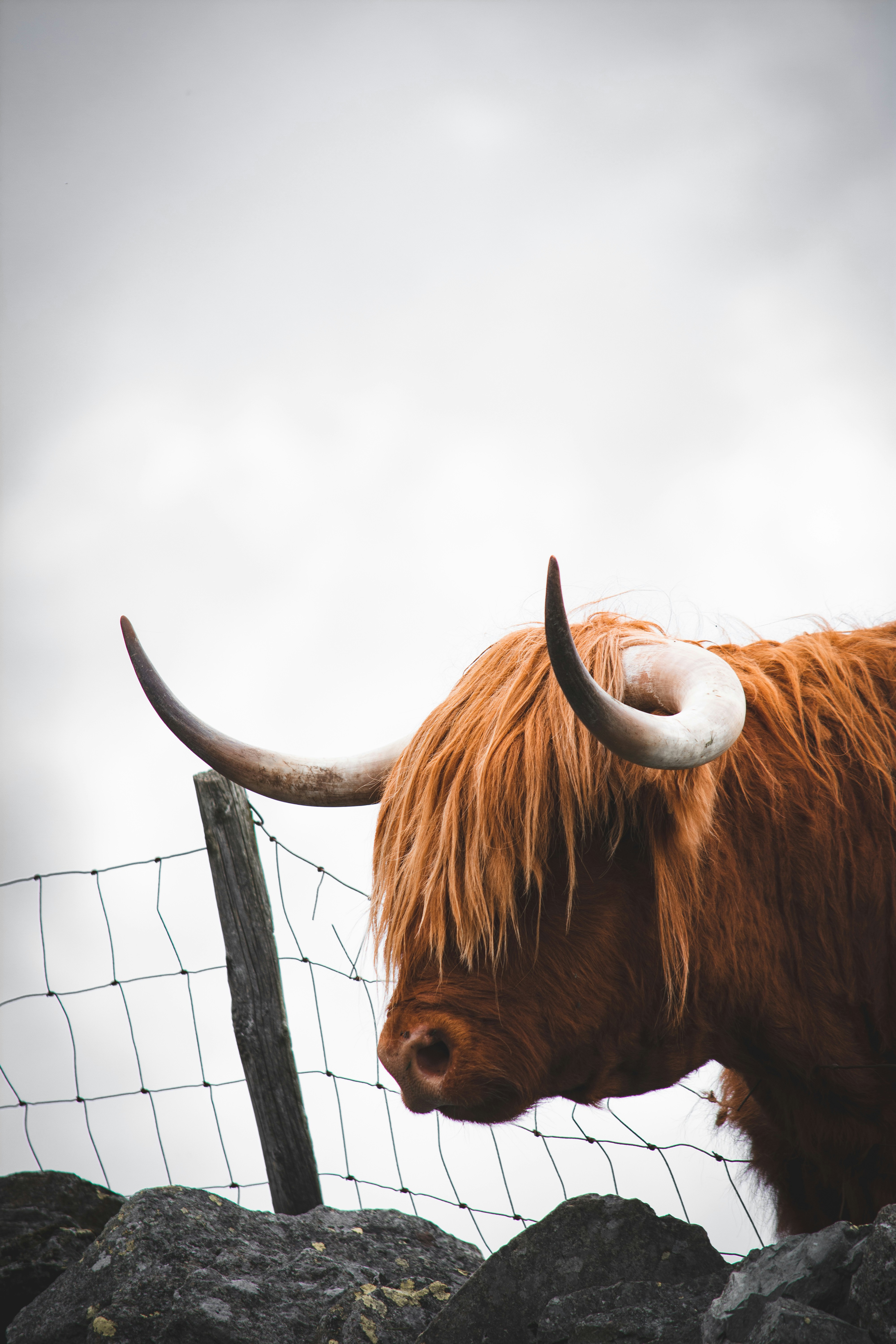 Ginger Highland Cow by Fence
