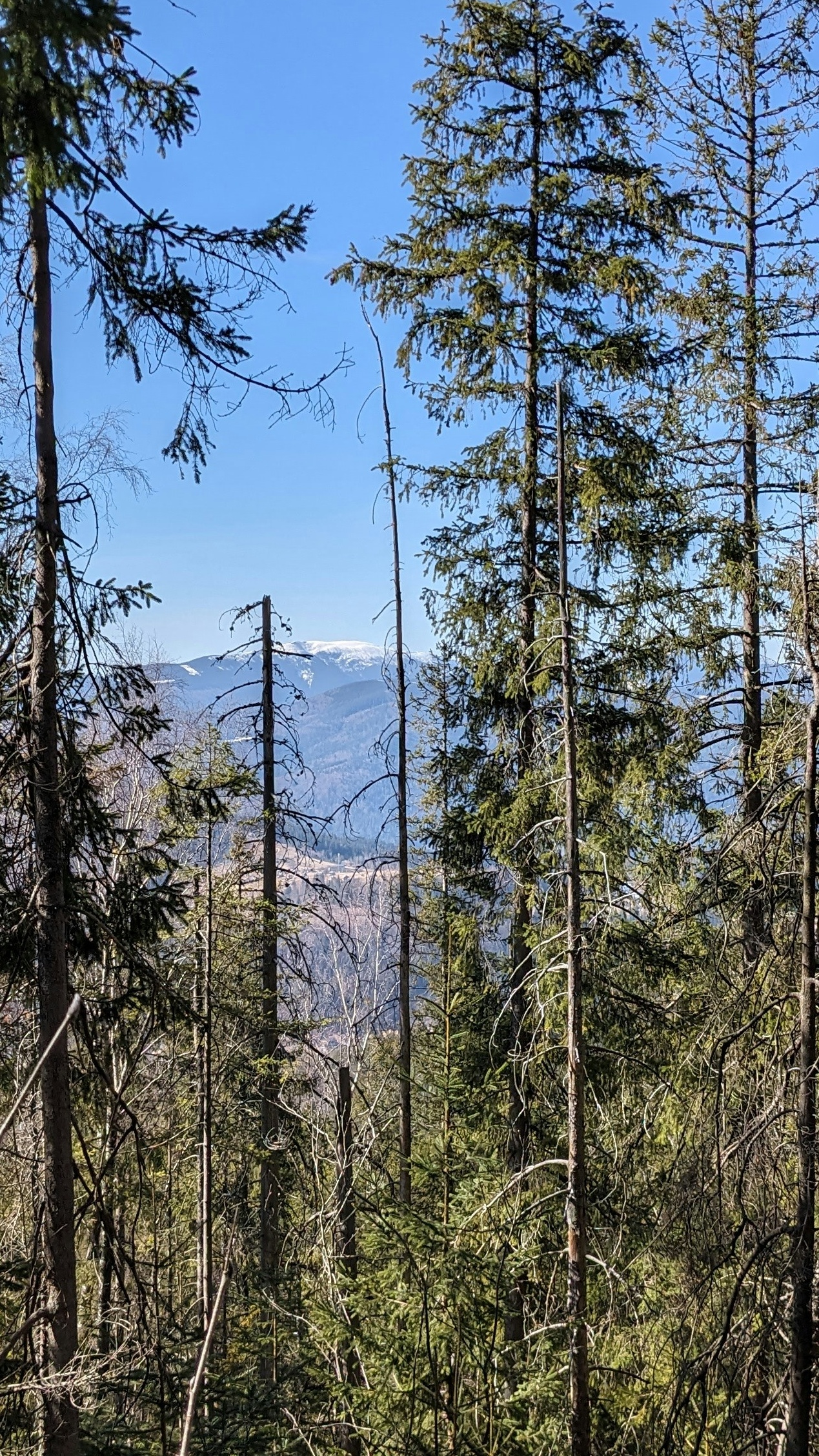 Coniferous Forest Overlooking Snowy Mountains