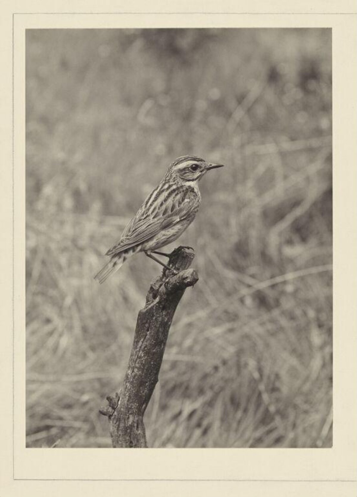 Striped Bird Perched on Dead Stump