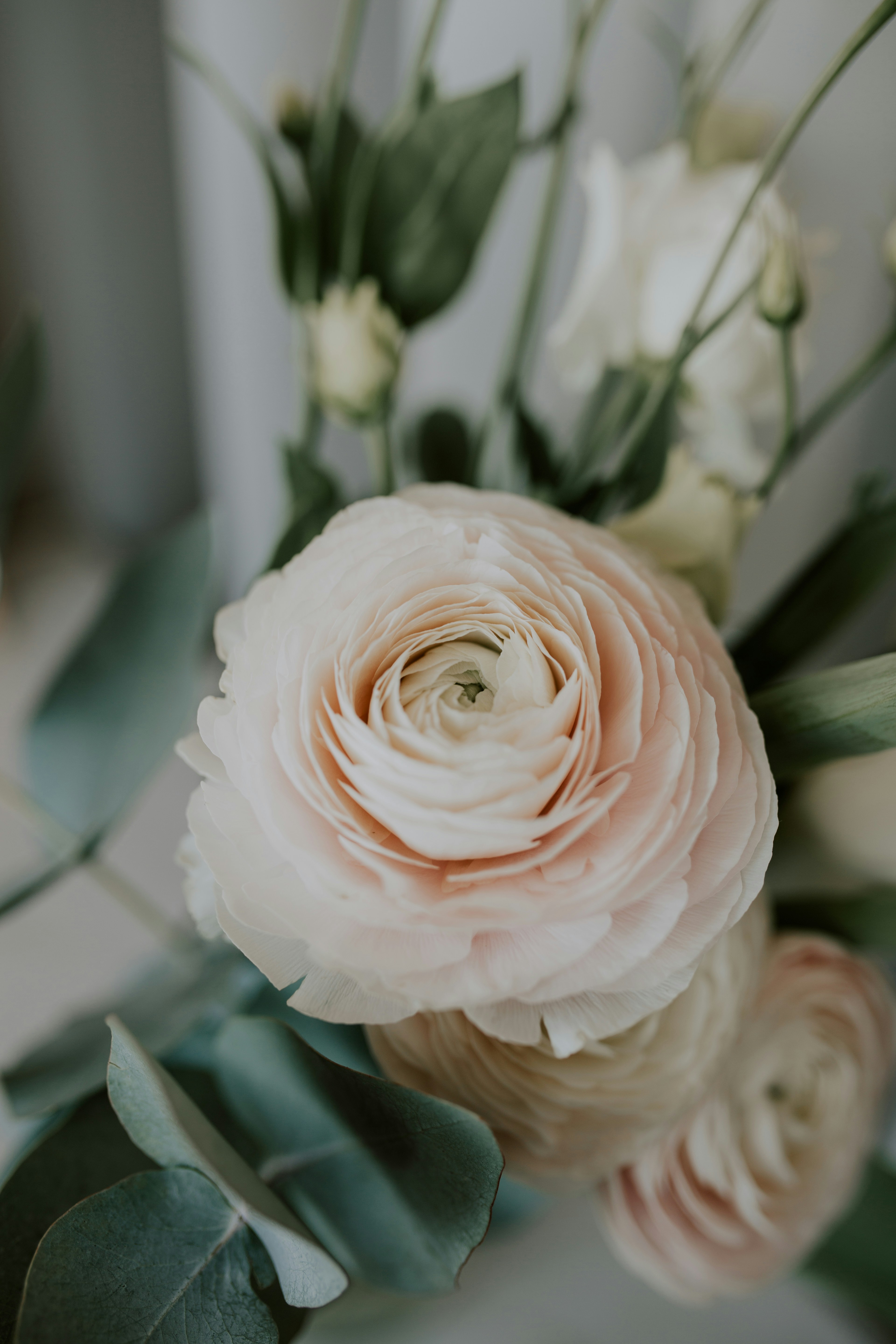 Close-up of Pale Pink Ranunculus