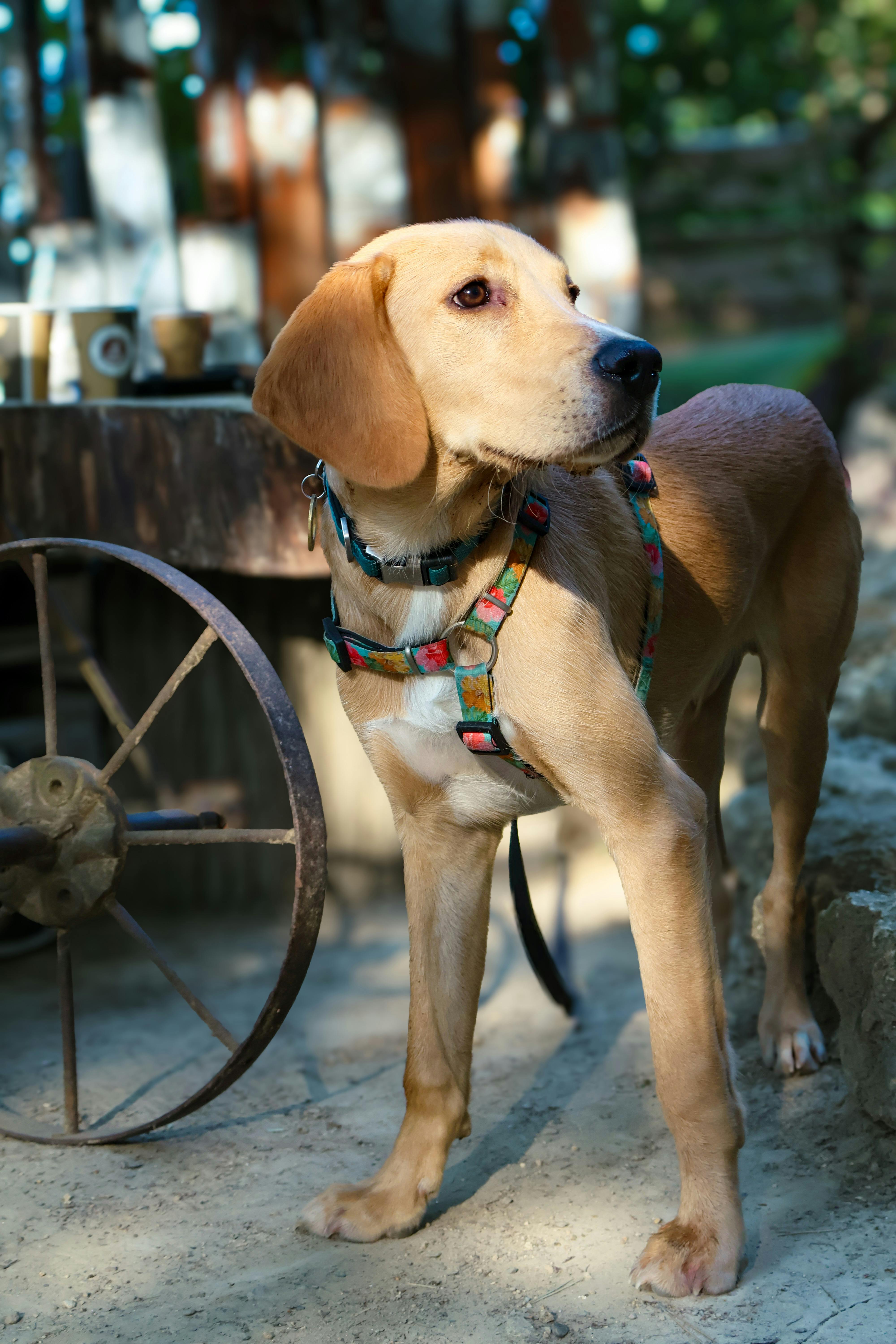 Alert Light Brown Hound Dog Outdoors