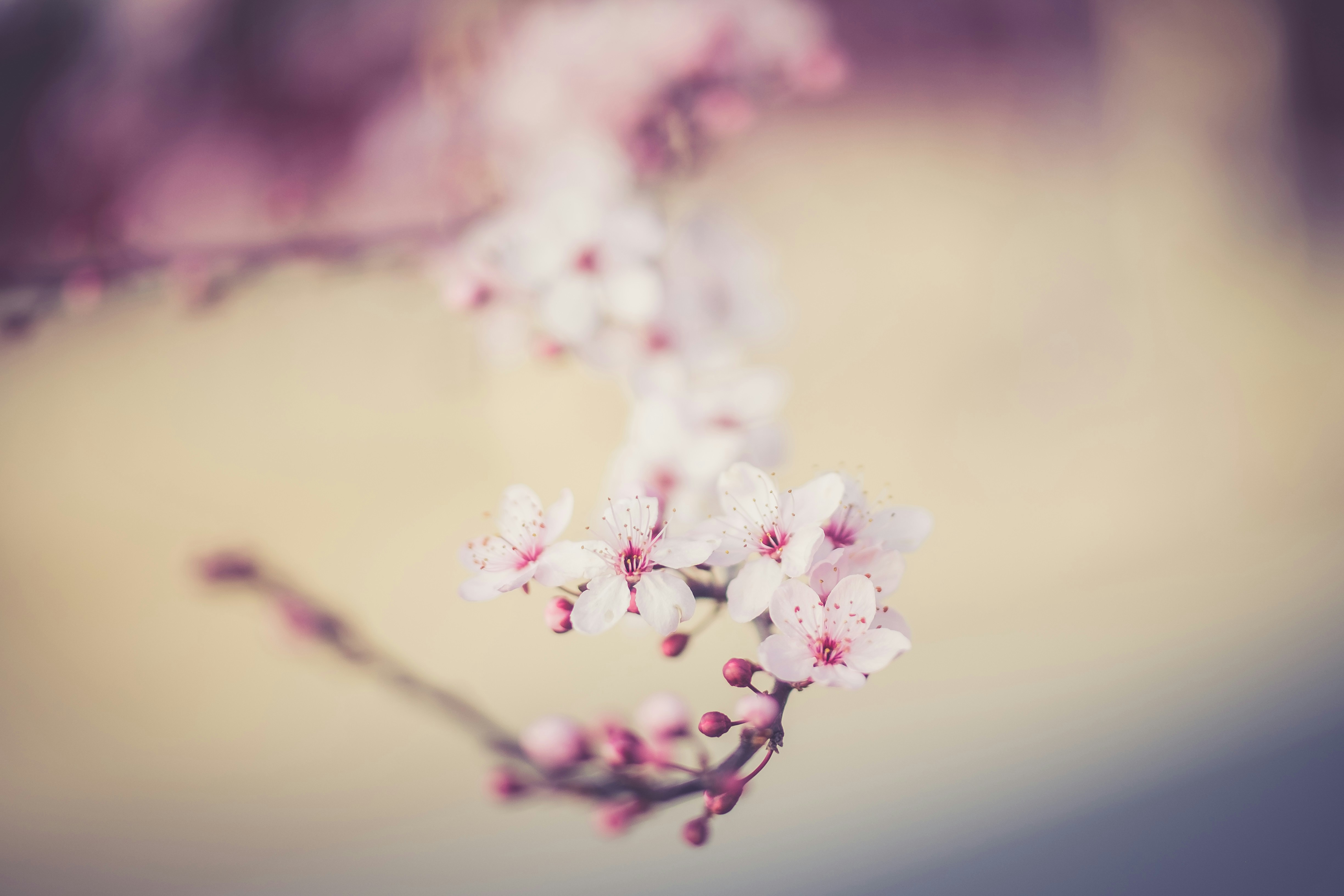 Blooming Pink Cherry Blossoms
