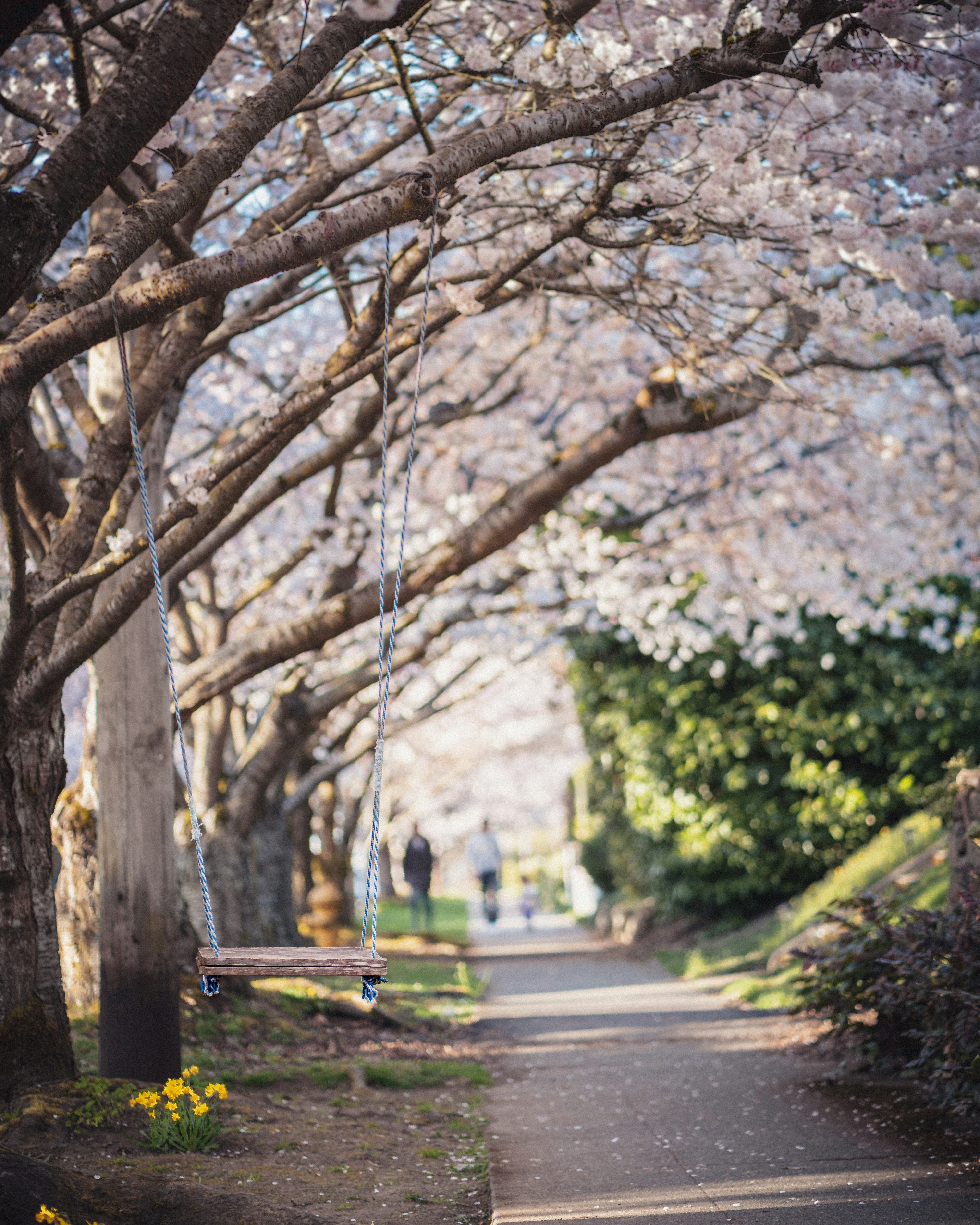 Swing under Cherry Blossom Avenue
