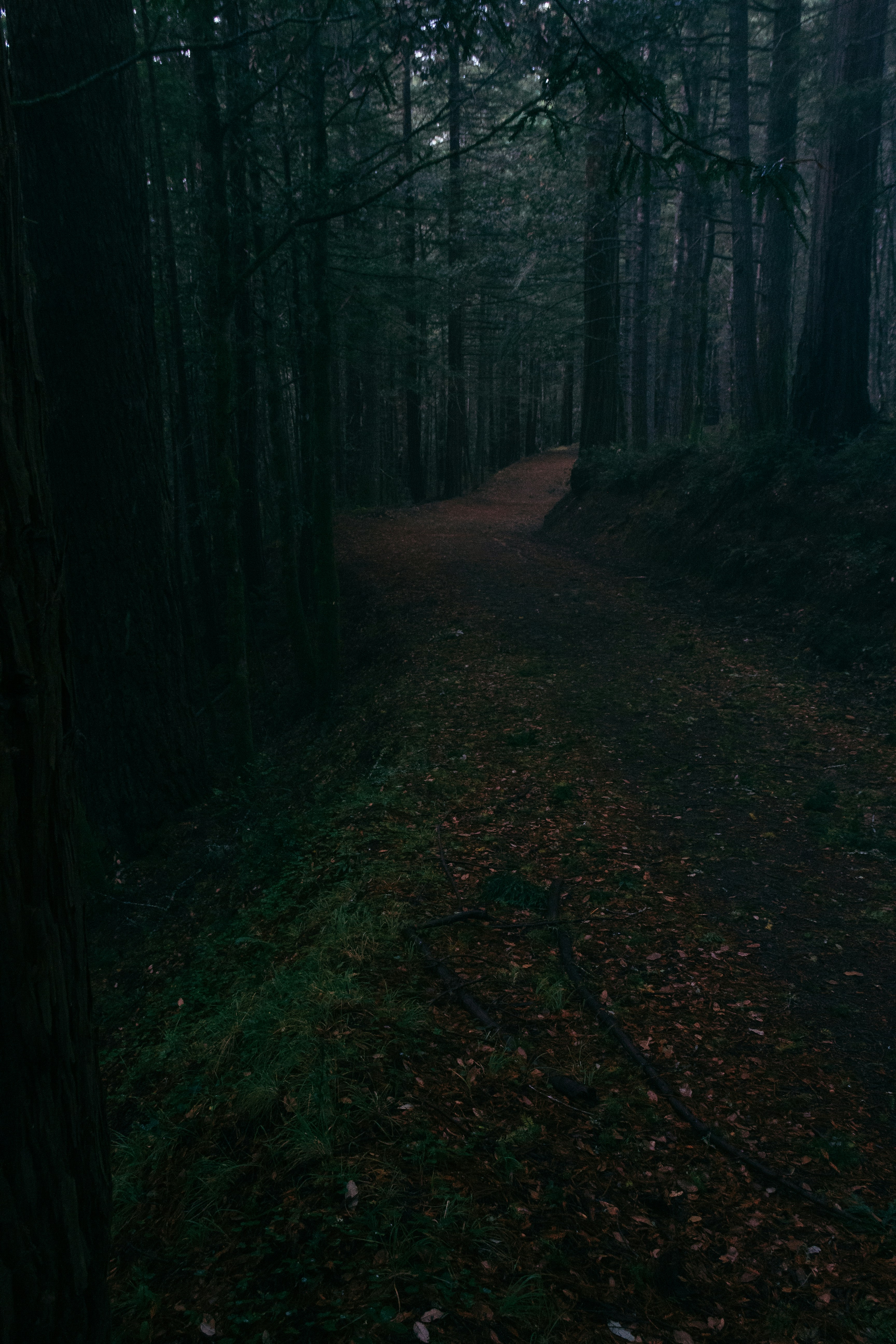 Dark Forest Dirt Path — Scenery Wallpapers
