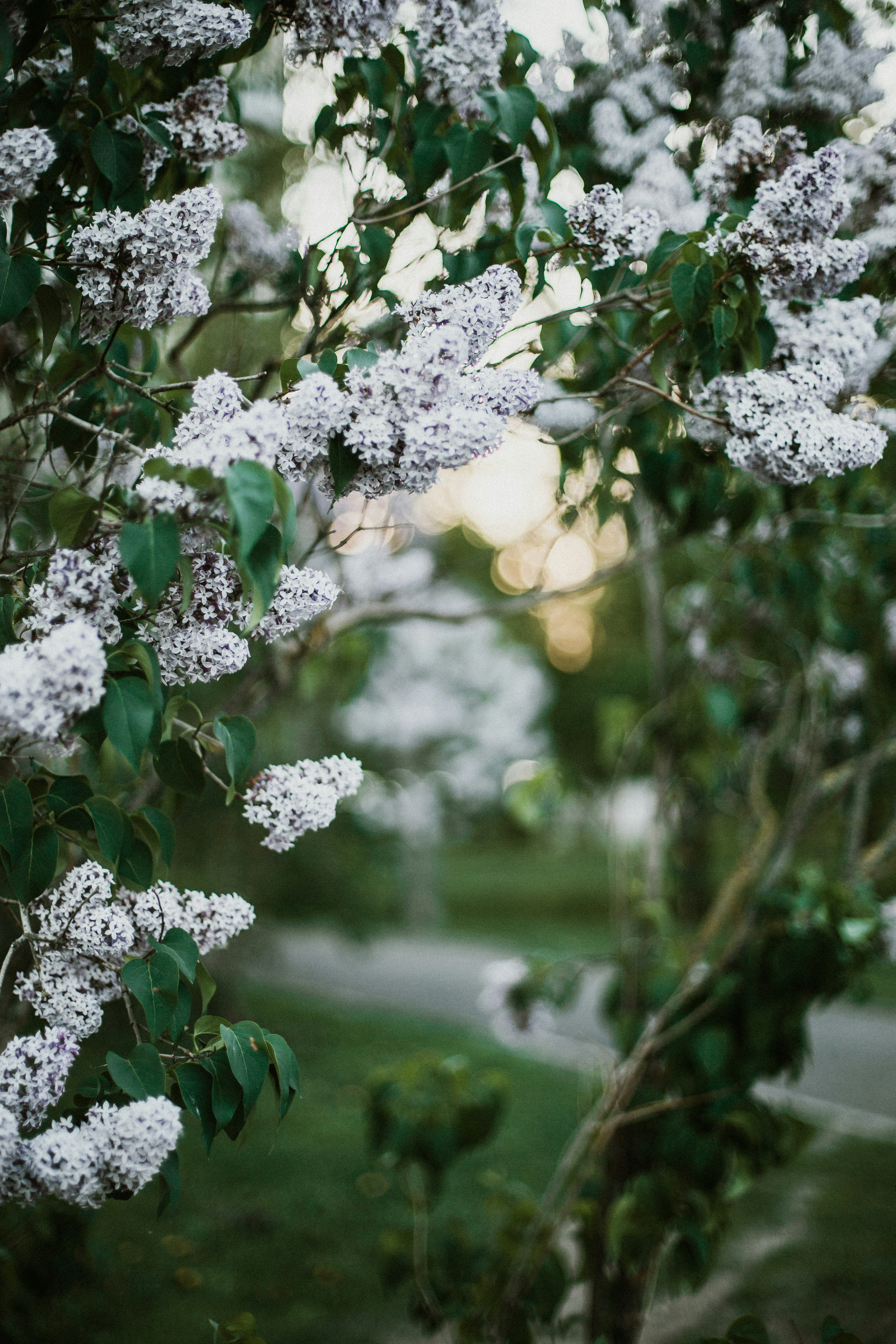 Blooming White Lilac Branches