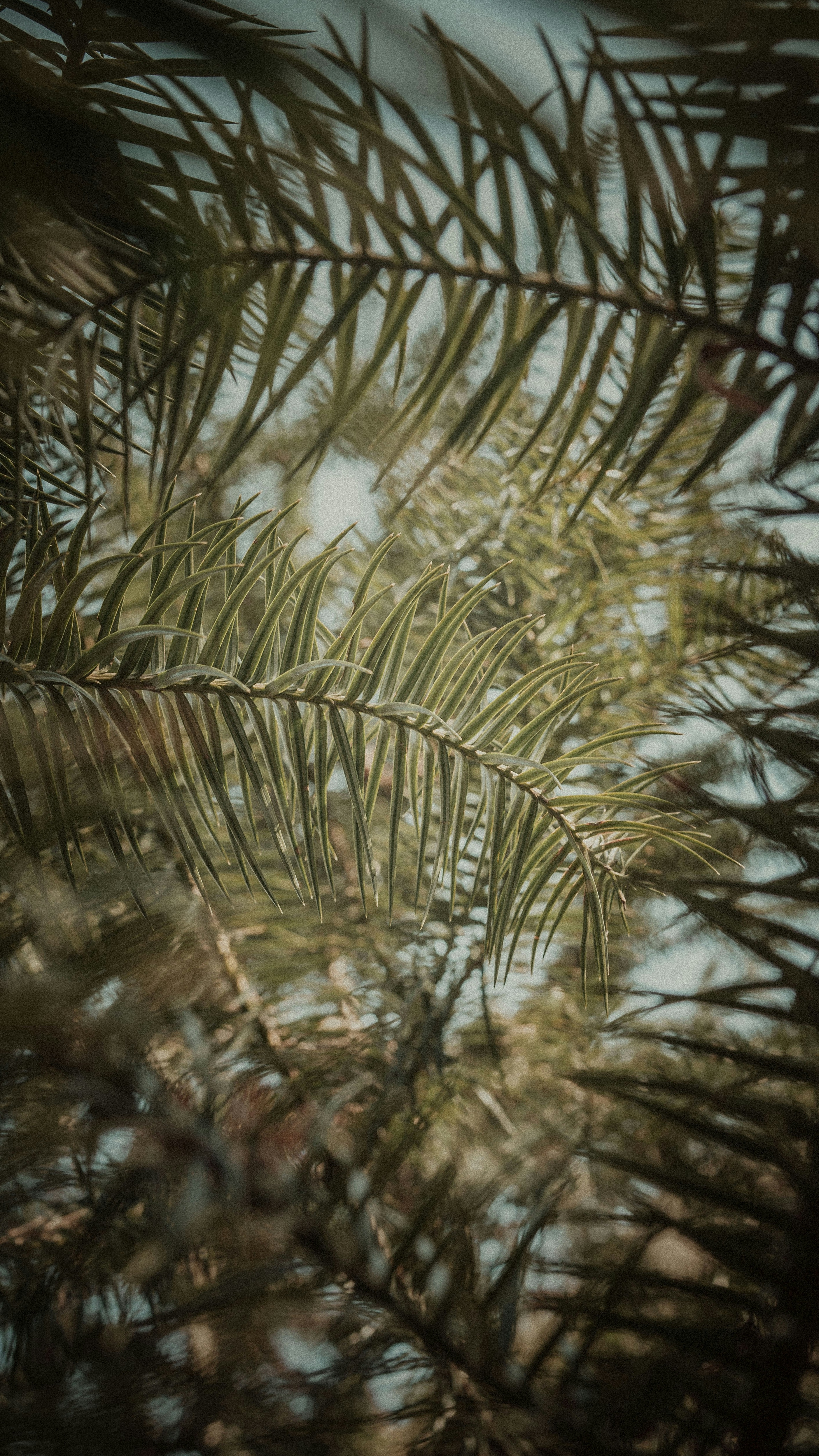 Close Up of Pine Tree Branches