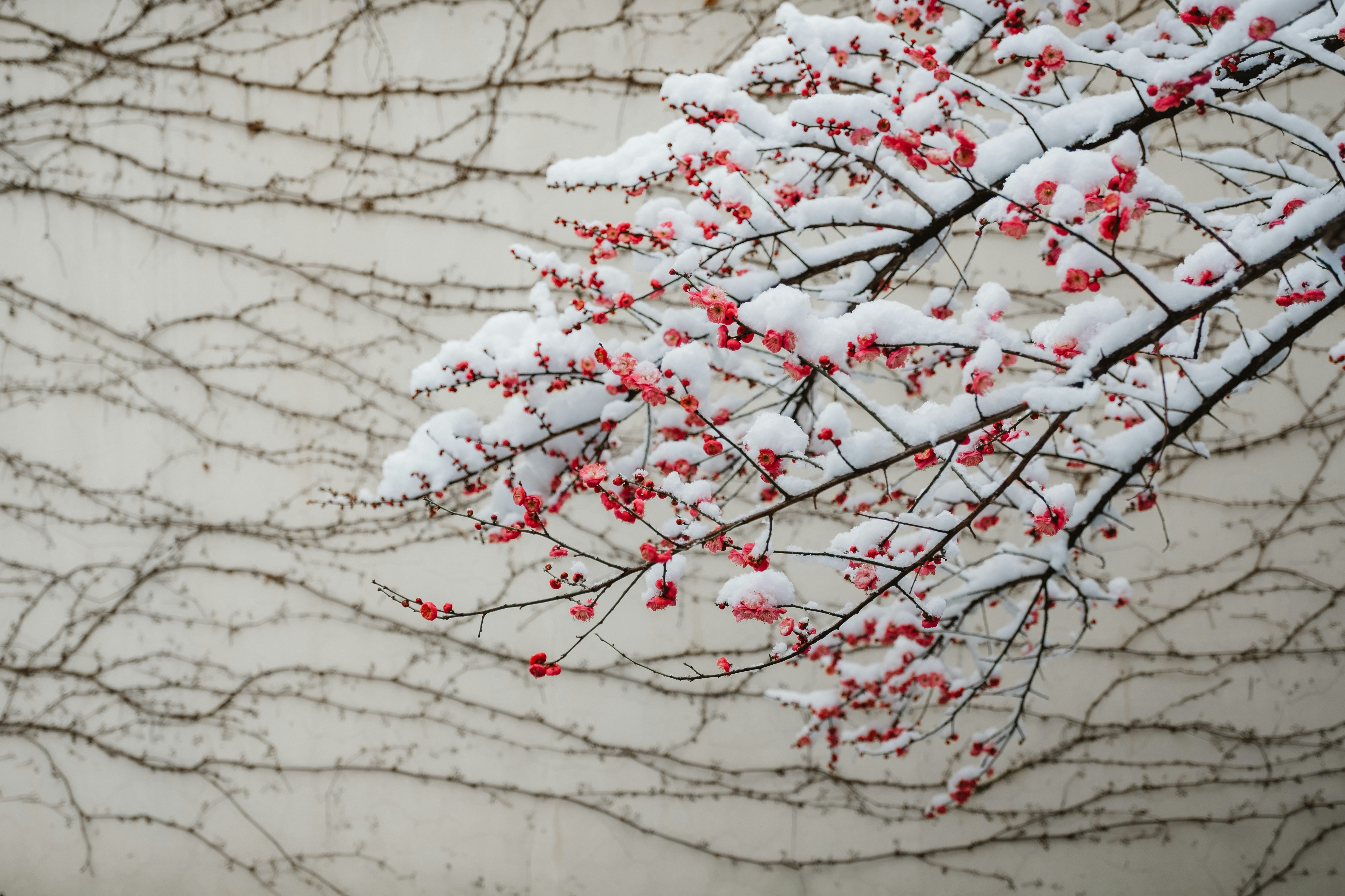 Snow-covered Red Plum Blossoms