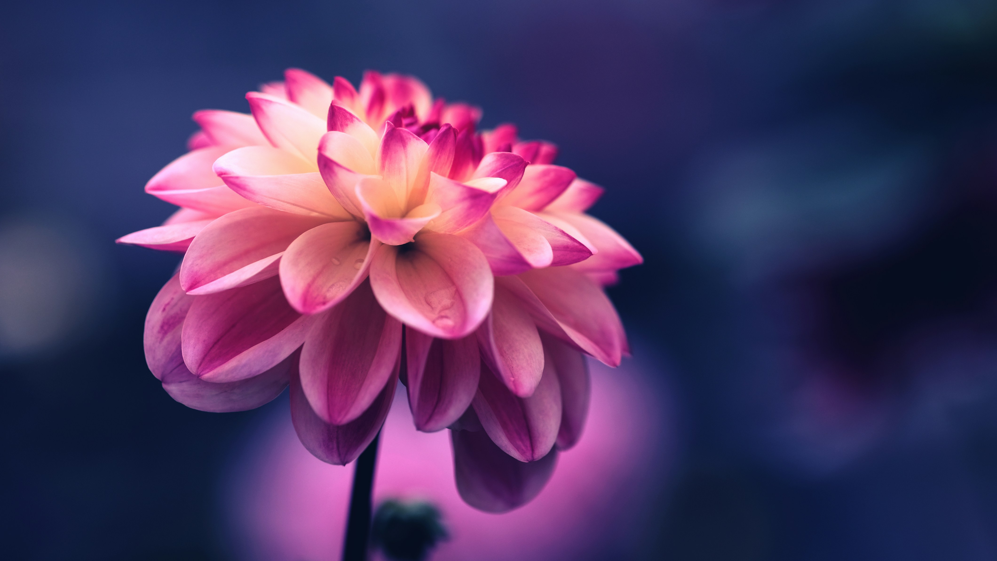Pink Gradient Dahlia