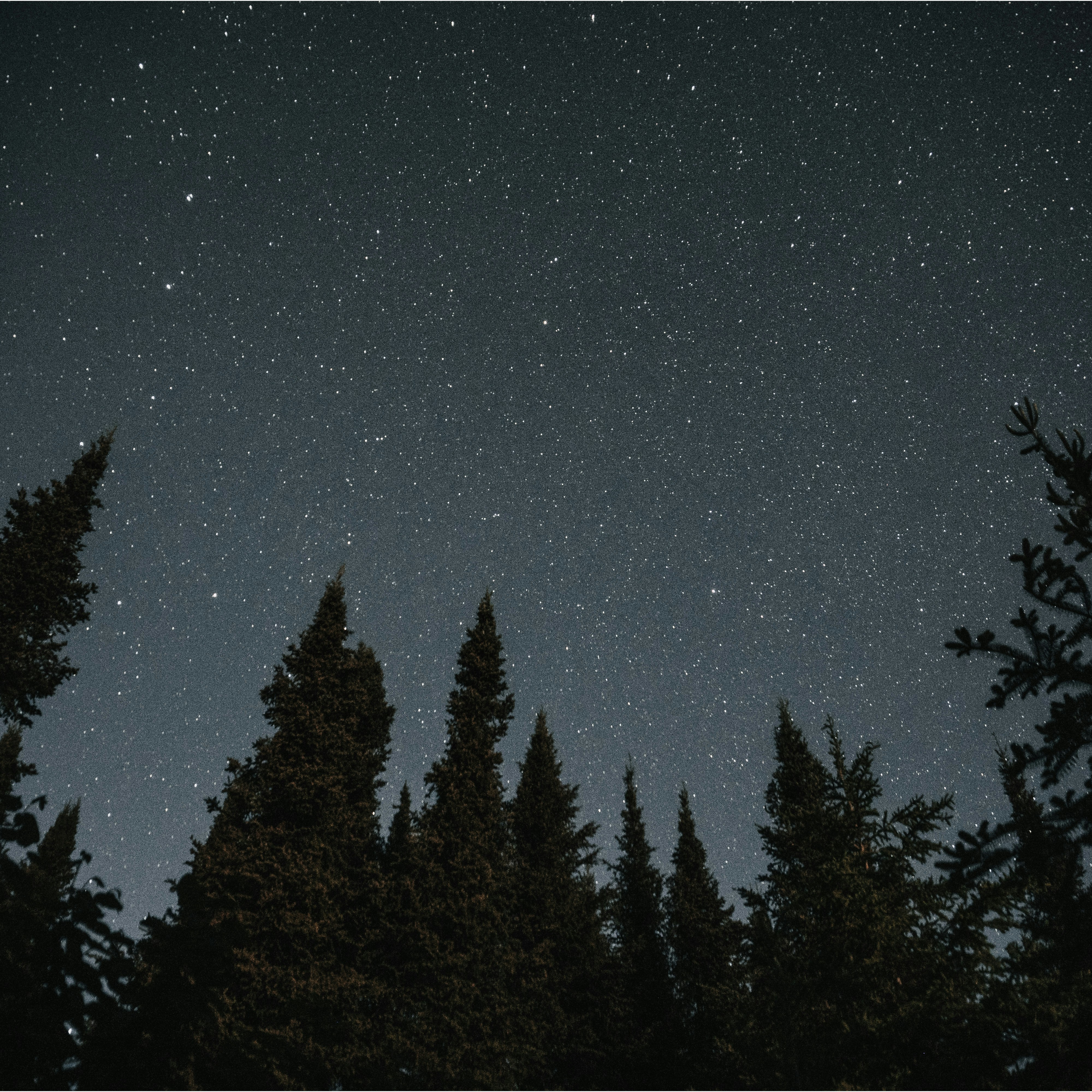 Starry Night Above Pine Forest — Scenery Wallpapers