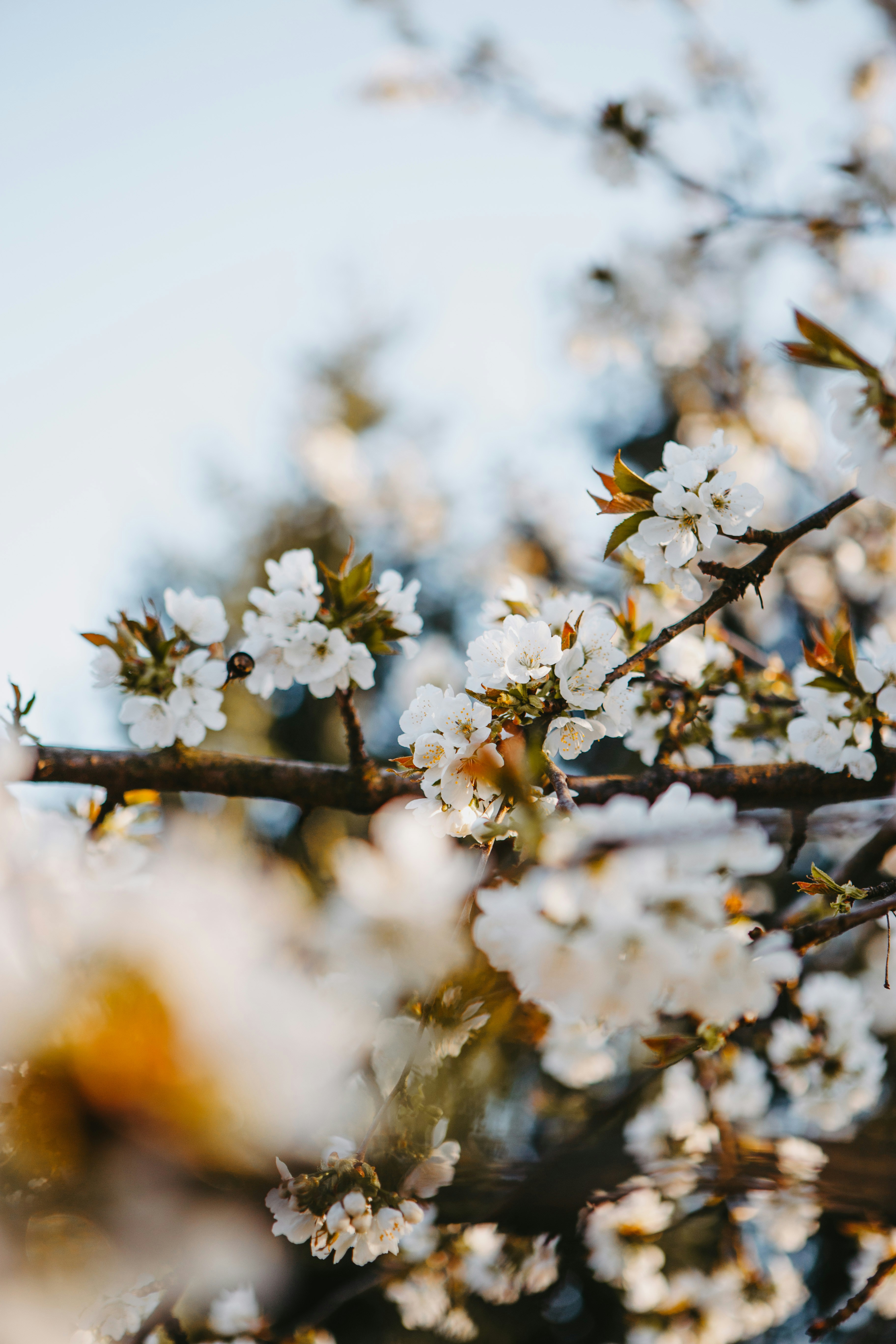 White Cherry Blossoms on Branches