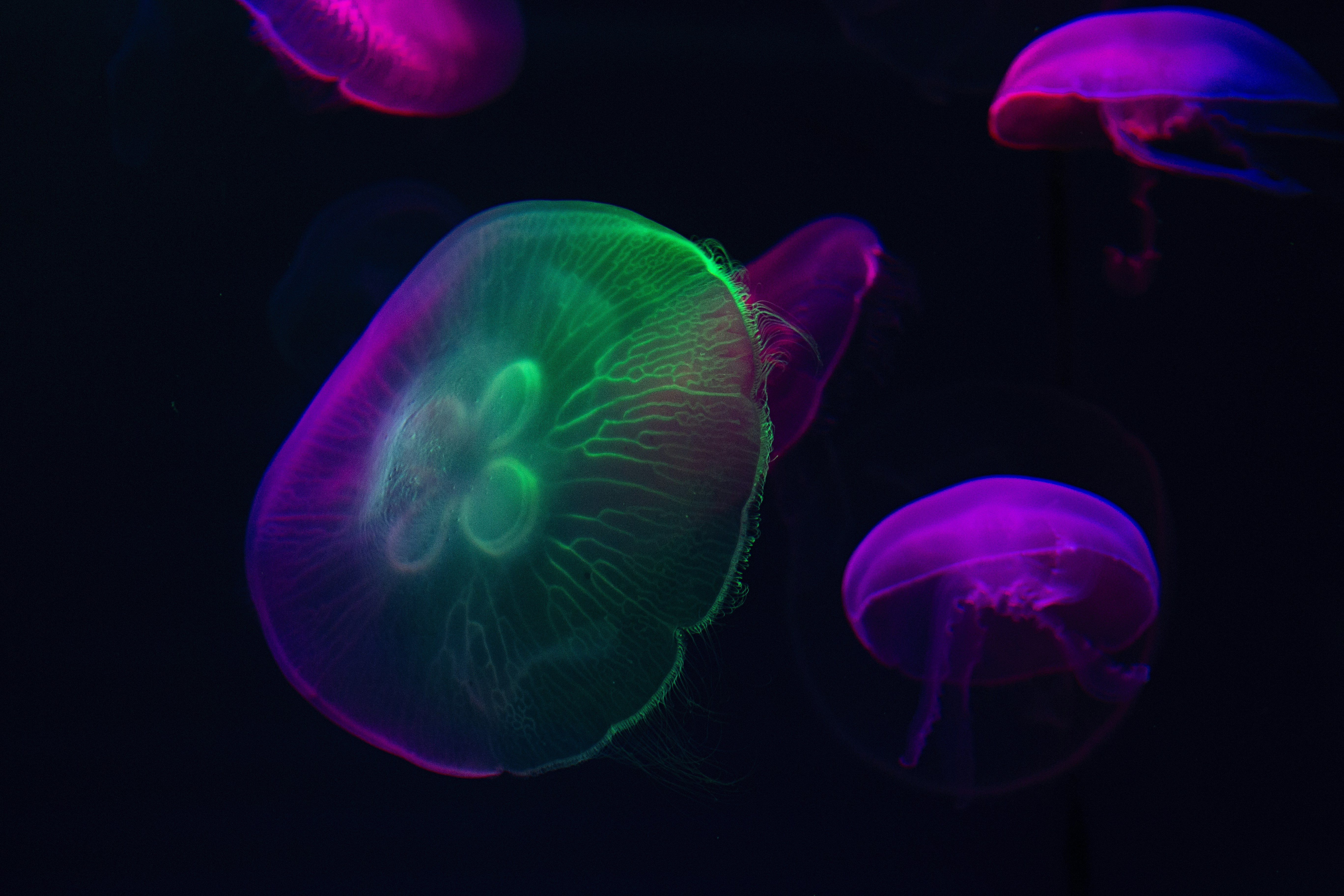 Glowing Jellyfish In Dark Water