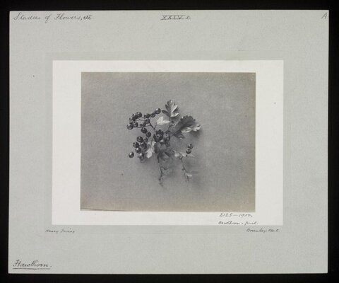 Vintage Hawthorn Fruit Still Life