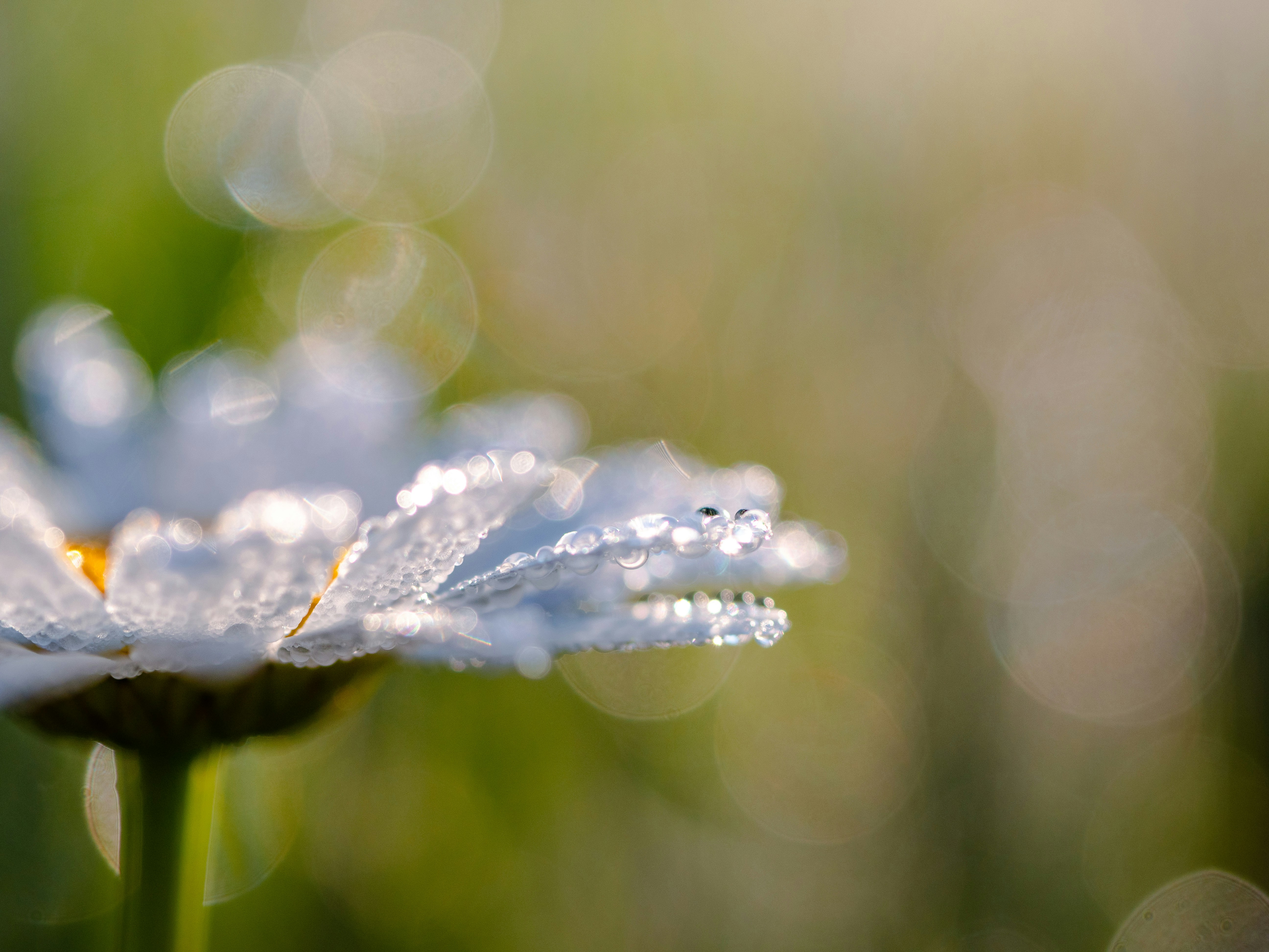 Dew Covered Daisy Close Up