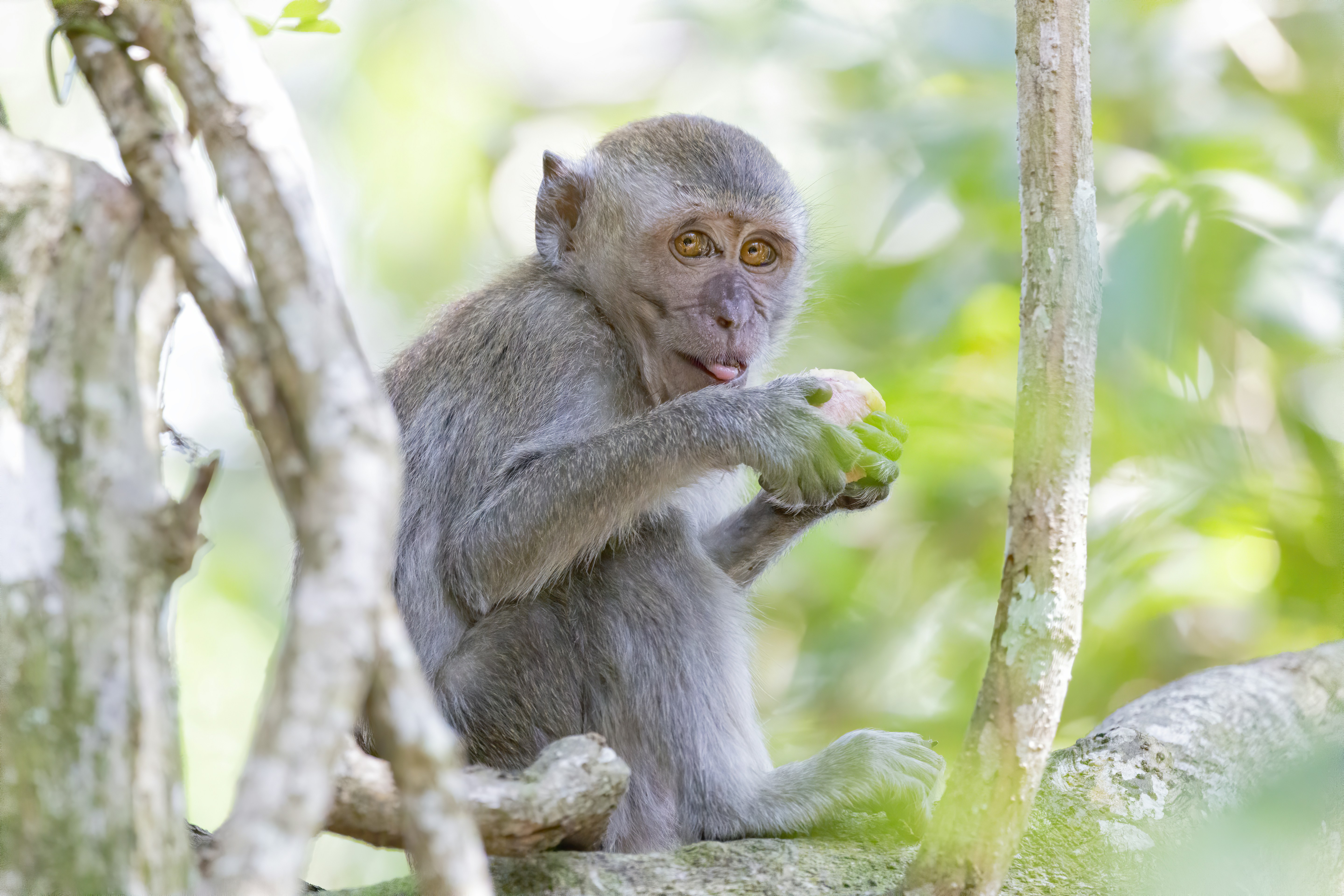 Macaque Monkey Eating Fruit on Tree