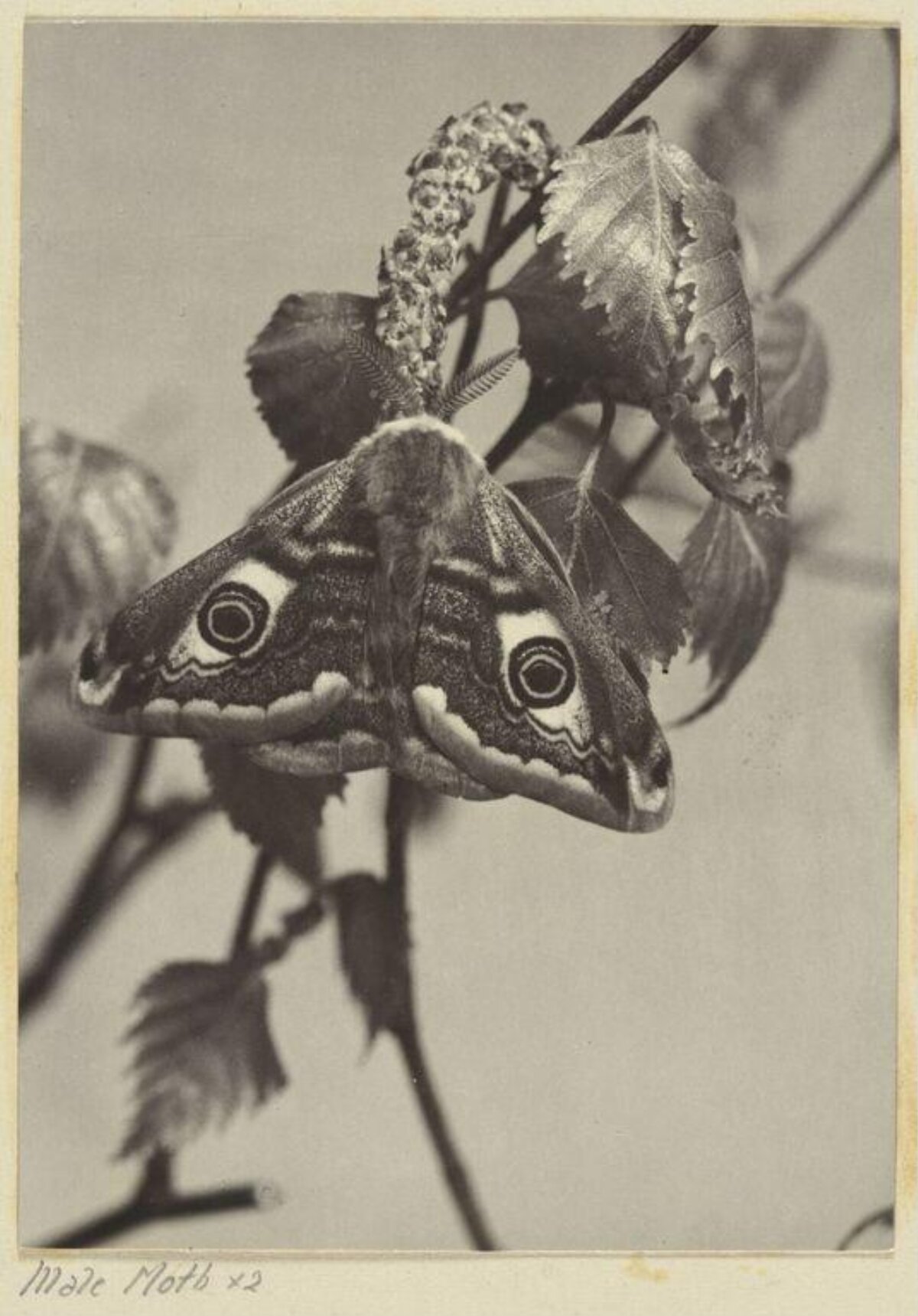 Male Moth on Tree Branch