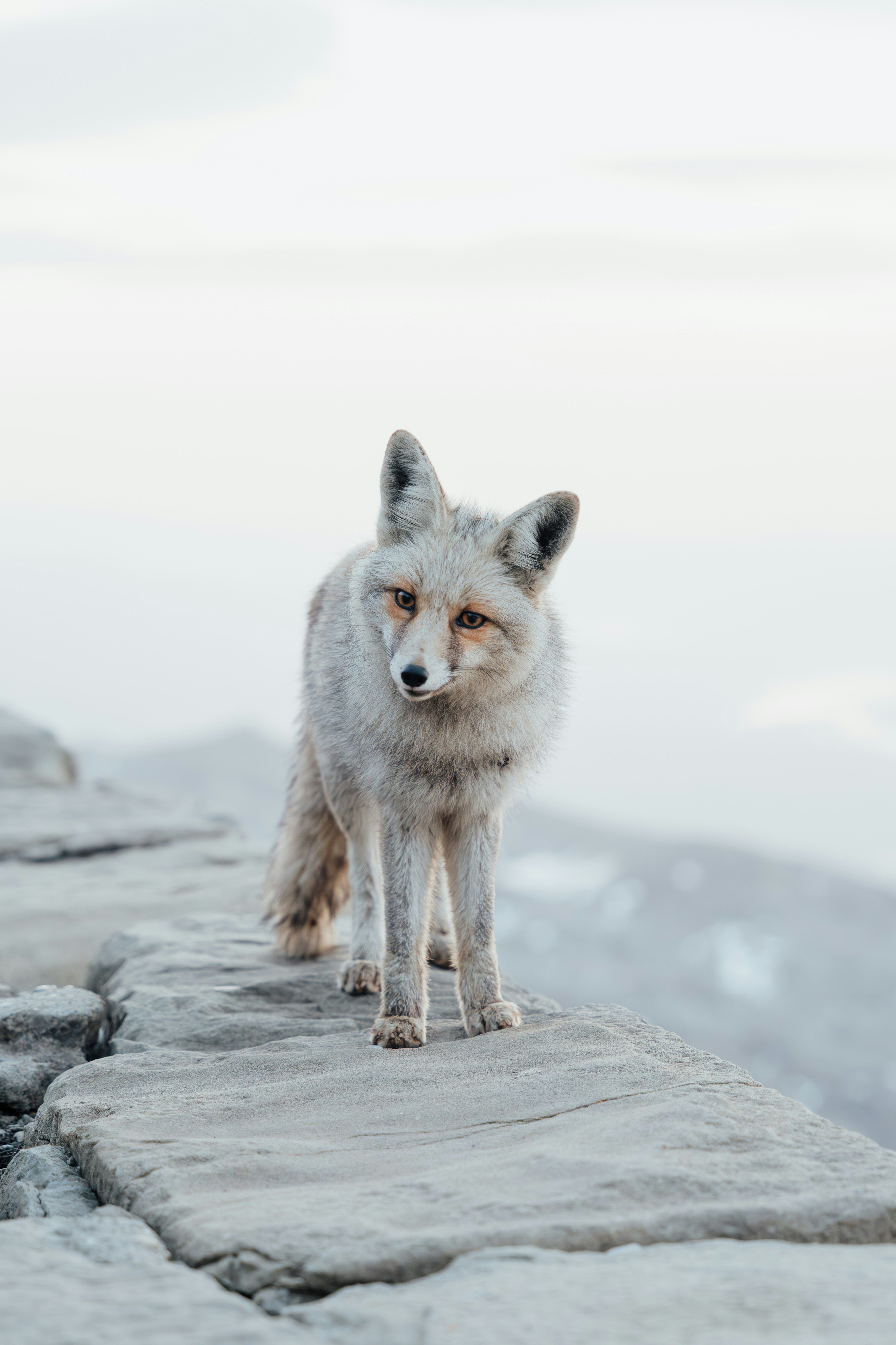 Gray Fox on Rocky Ledge