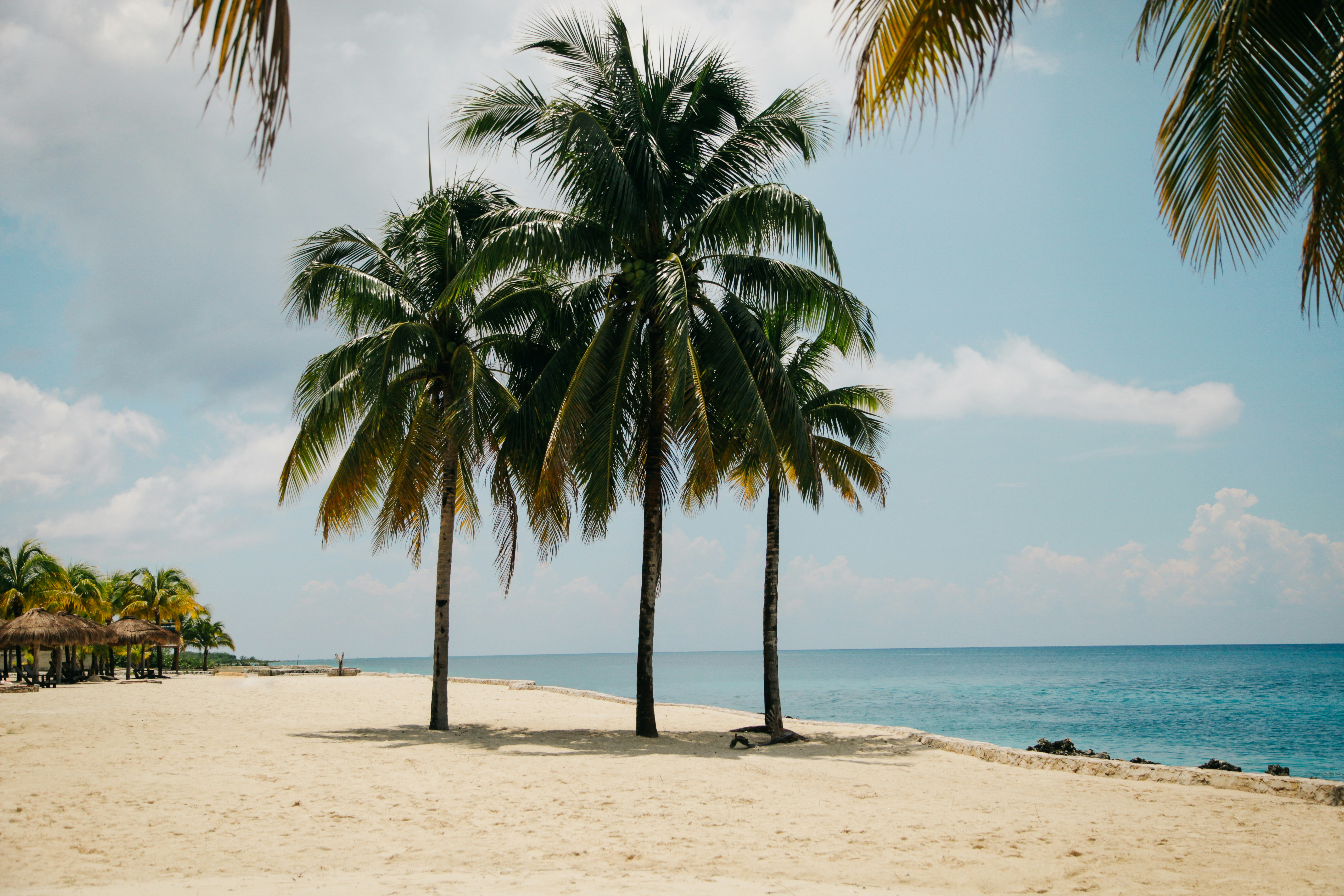 Tropical Beach with Palm Trees