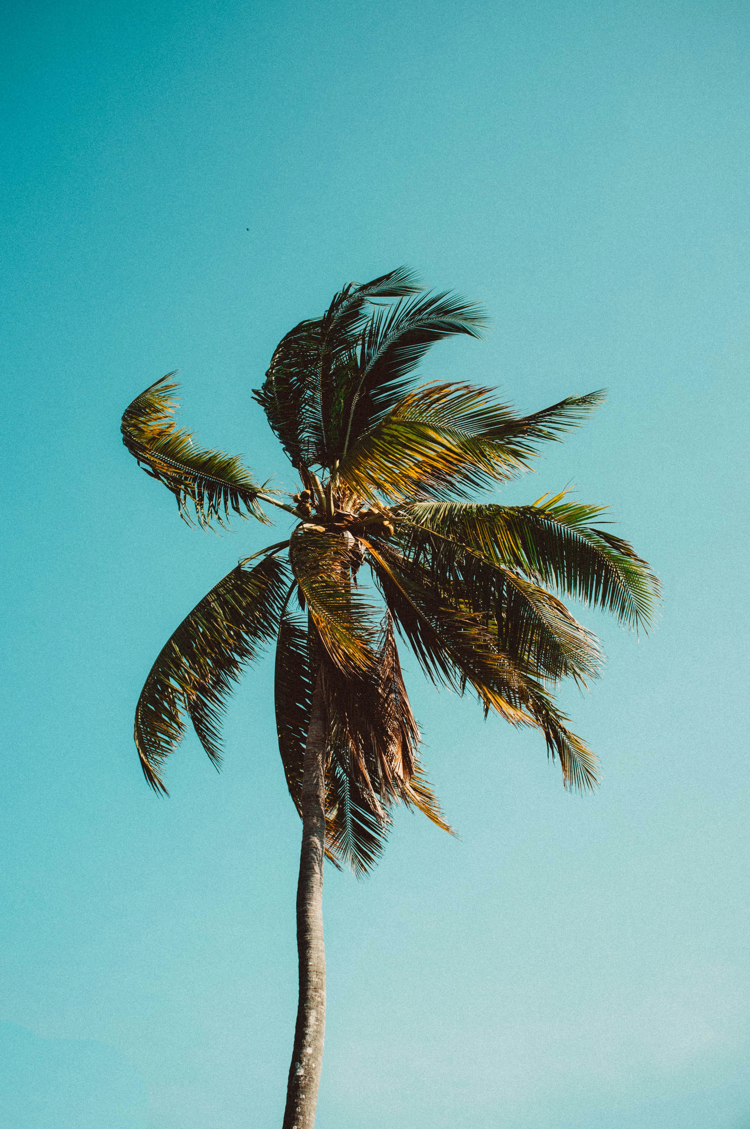 Coconut Palm Against Clear Sky