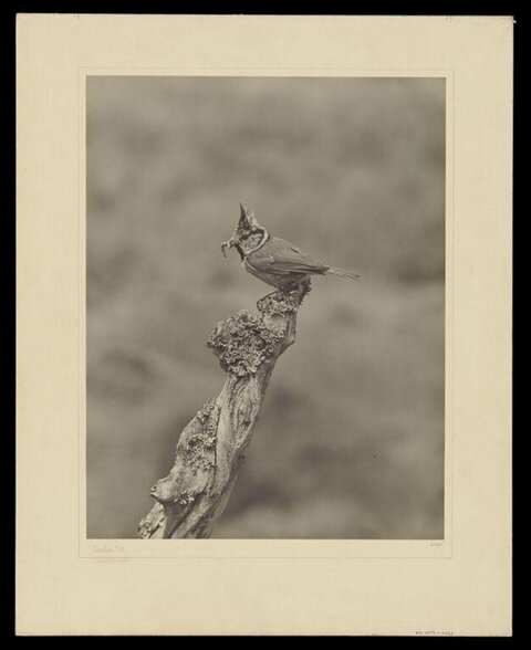 Crested Tit Perched on Dead Branch