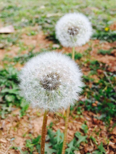 Two Dandelion Puffs in Grass
