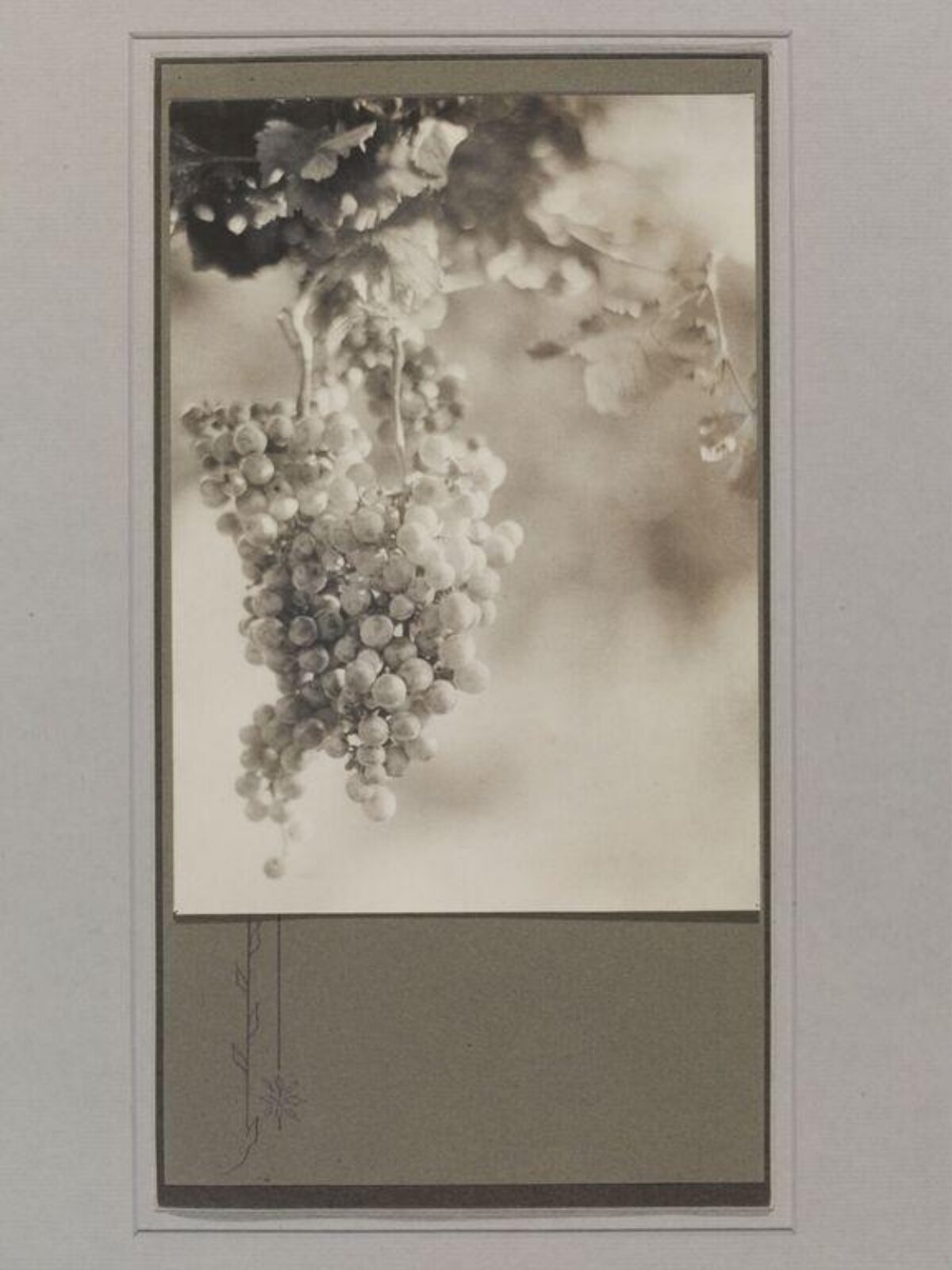Vintage Photo of Hanging Grape Clusters