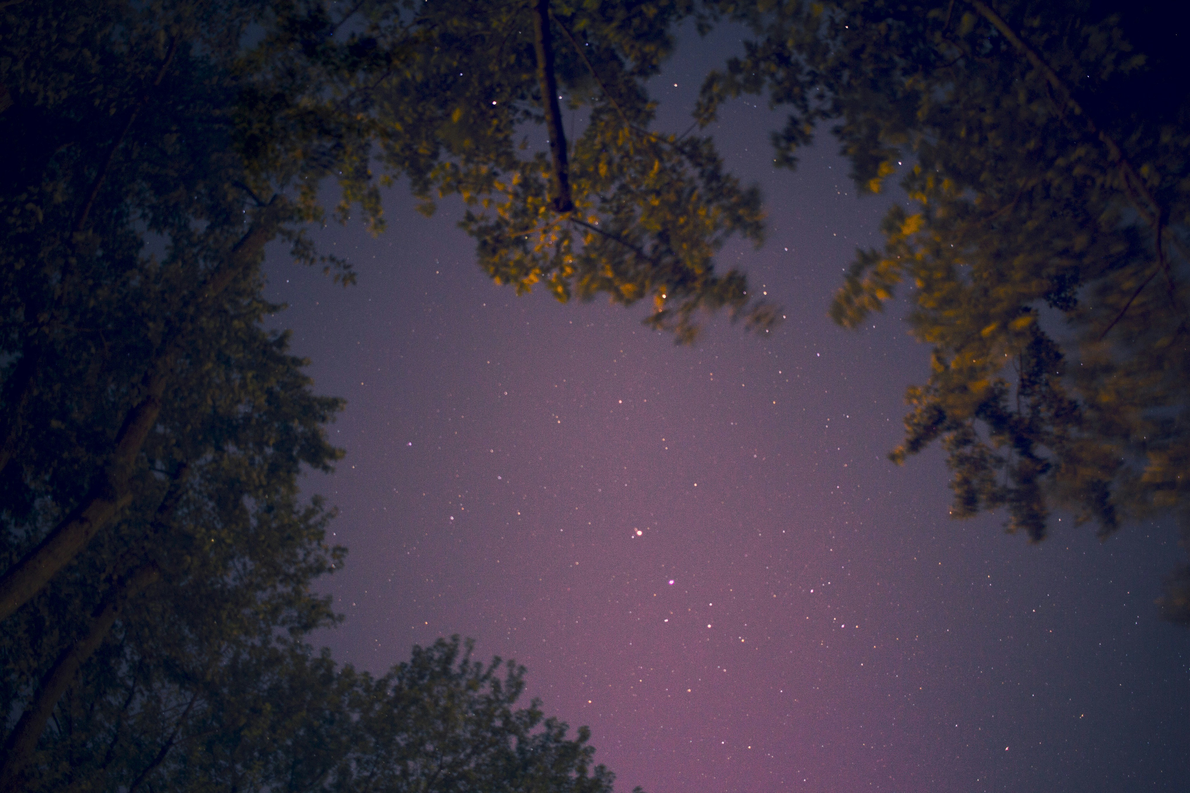 Starry Night Sky Through Tree Canopy