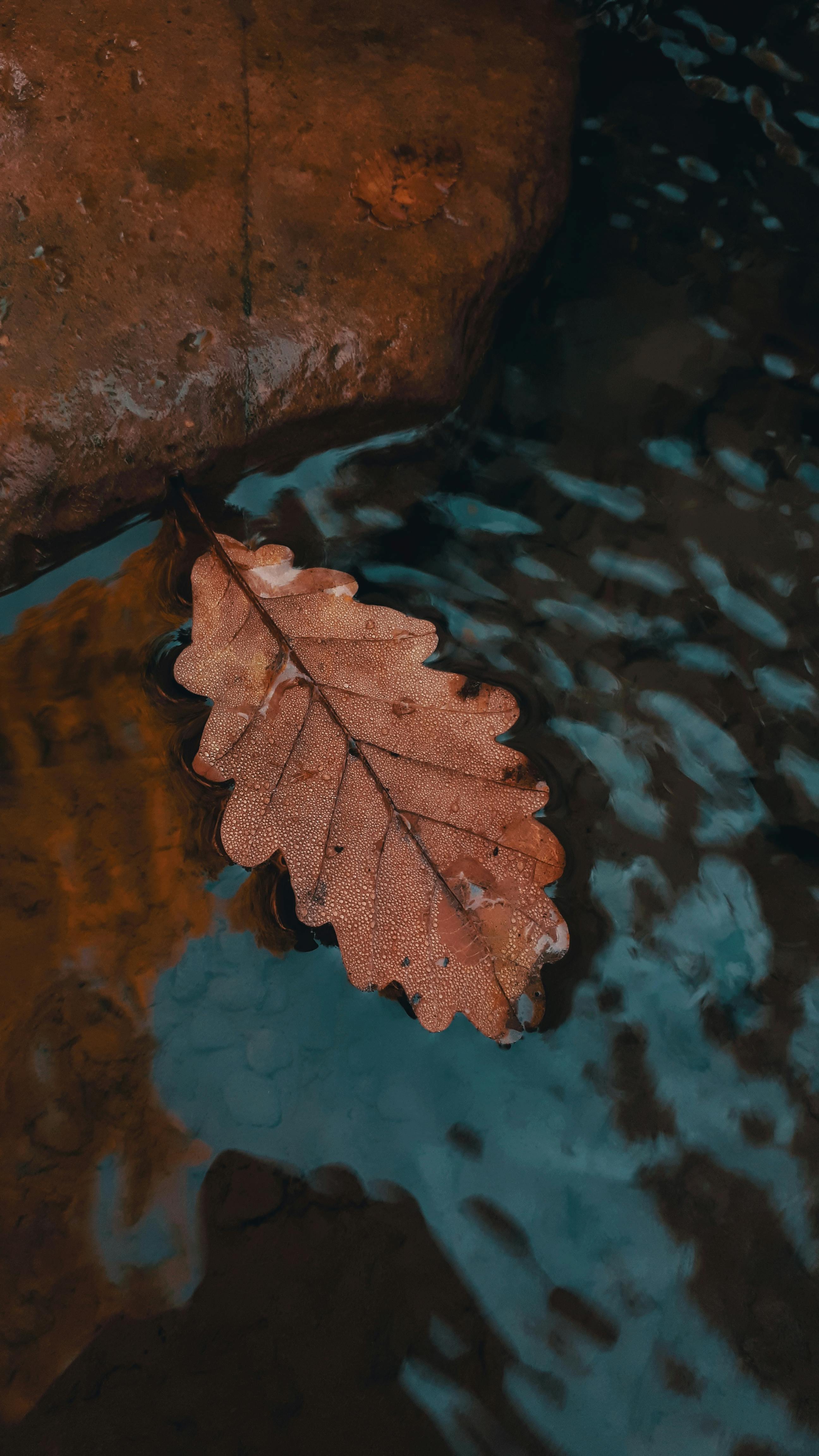 Dried Leaf On Flowing Water