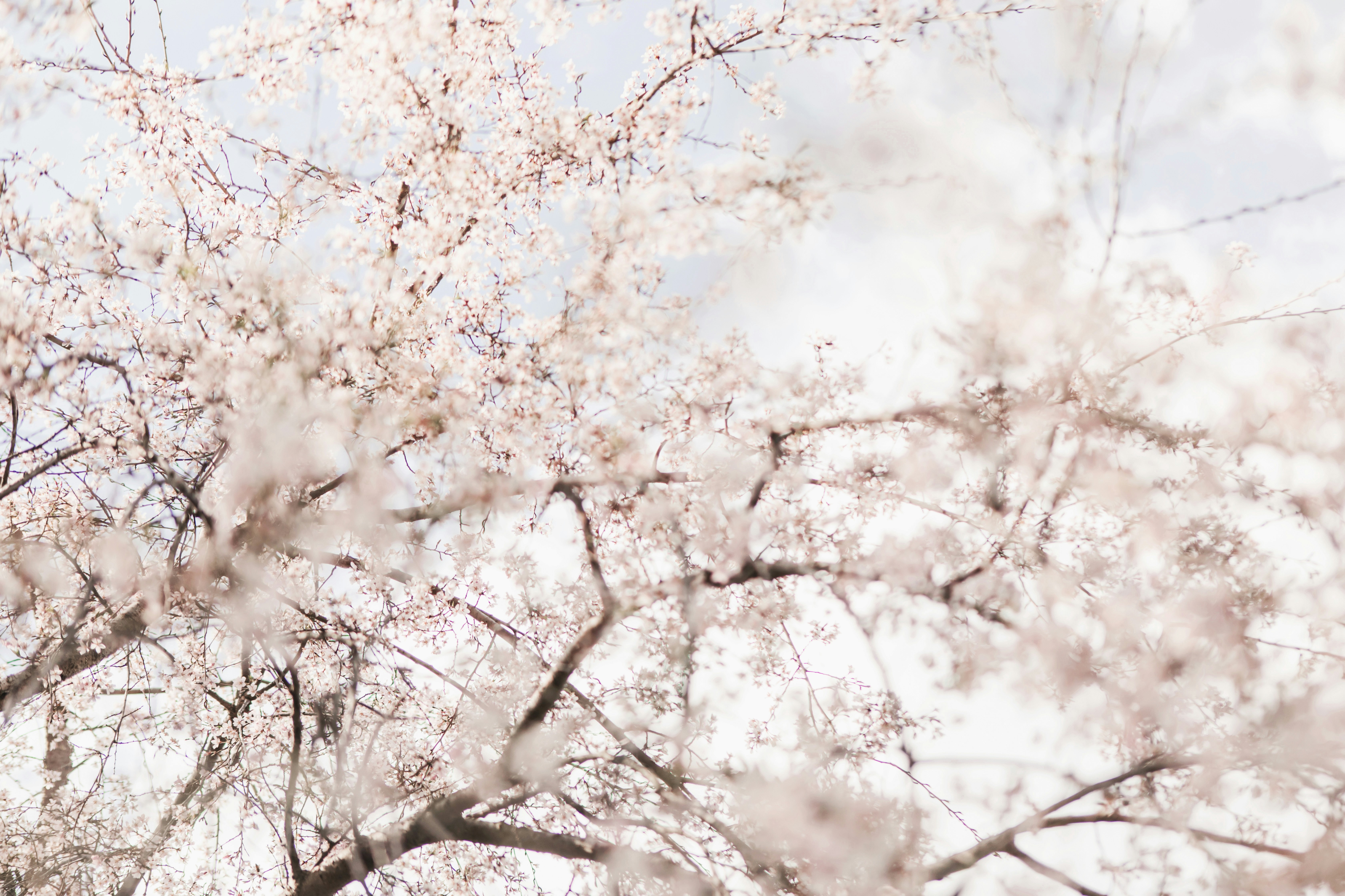 Cherry Blossom Branches Against Sky