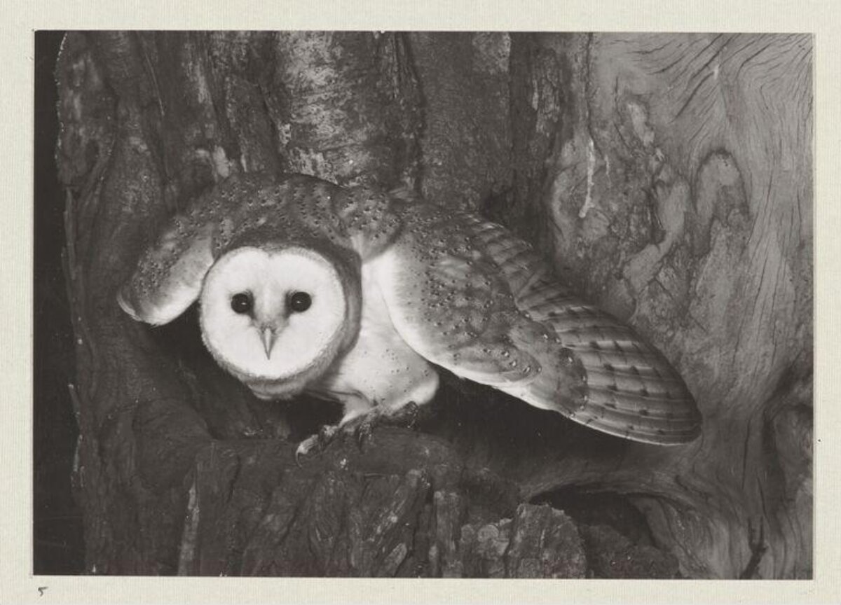 Barn Owl Perched in Tree Hollow
