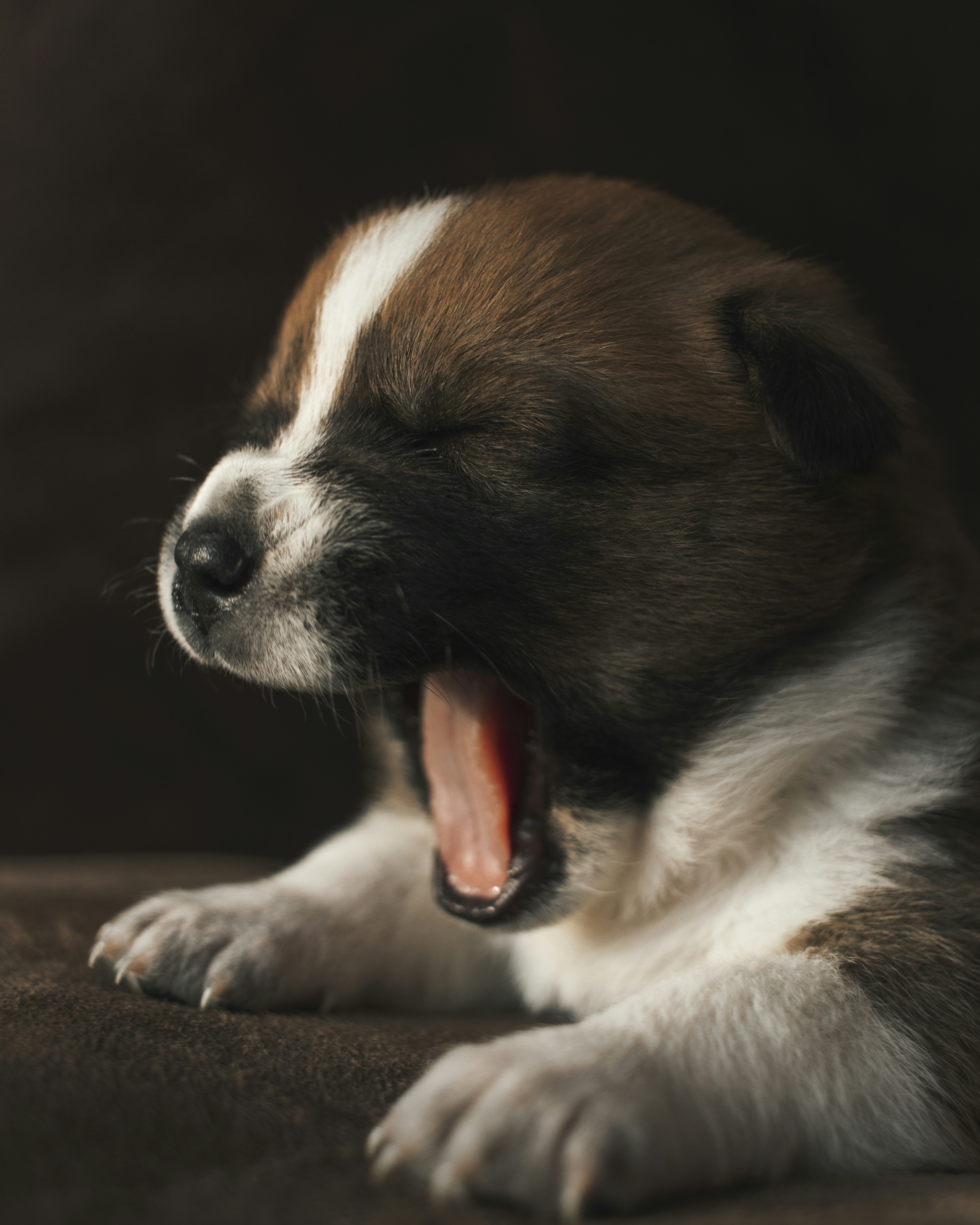 Yawning Brown And White Puppy — Phone Backgrounds