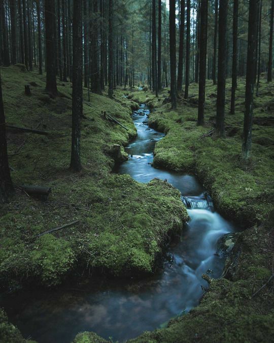 Winding Stream in Mossy Forest