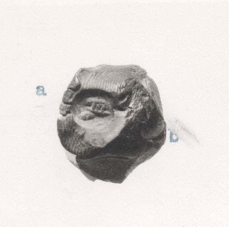Fossil Tooth Specimen Close-up