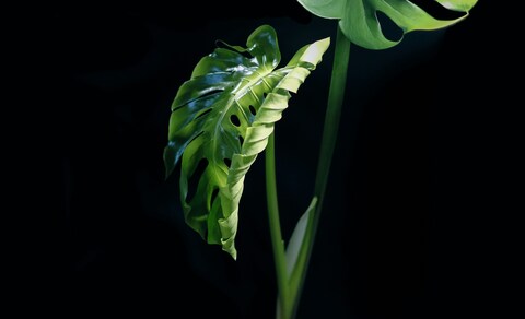 Monstera Leaf Against Black Background