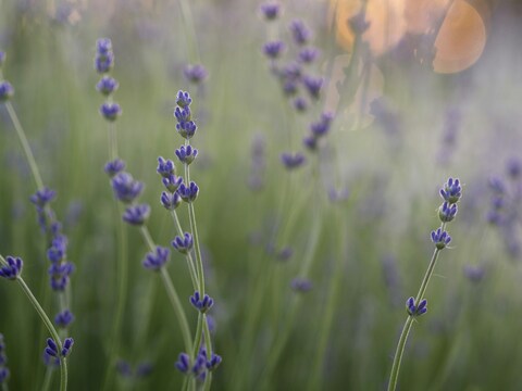 Sunset Lavender Field