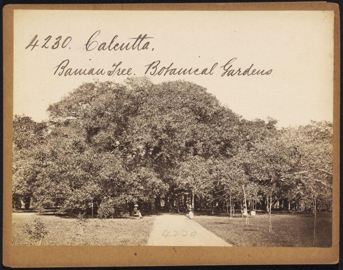 Banyan Tree in Calcutta Botanical Gardens