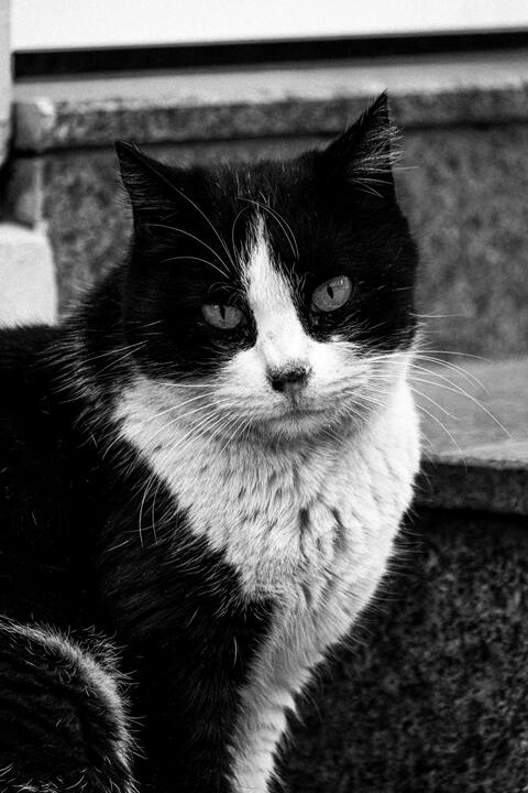 Black and White Tuxedo Cat Close Up